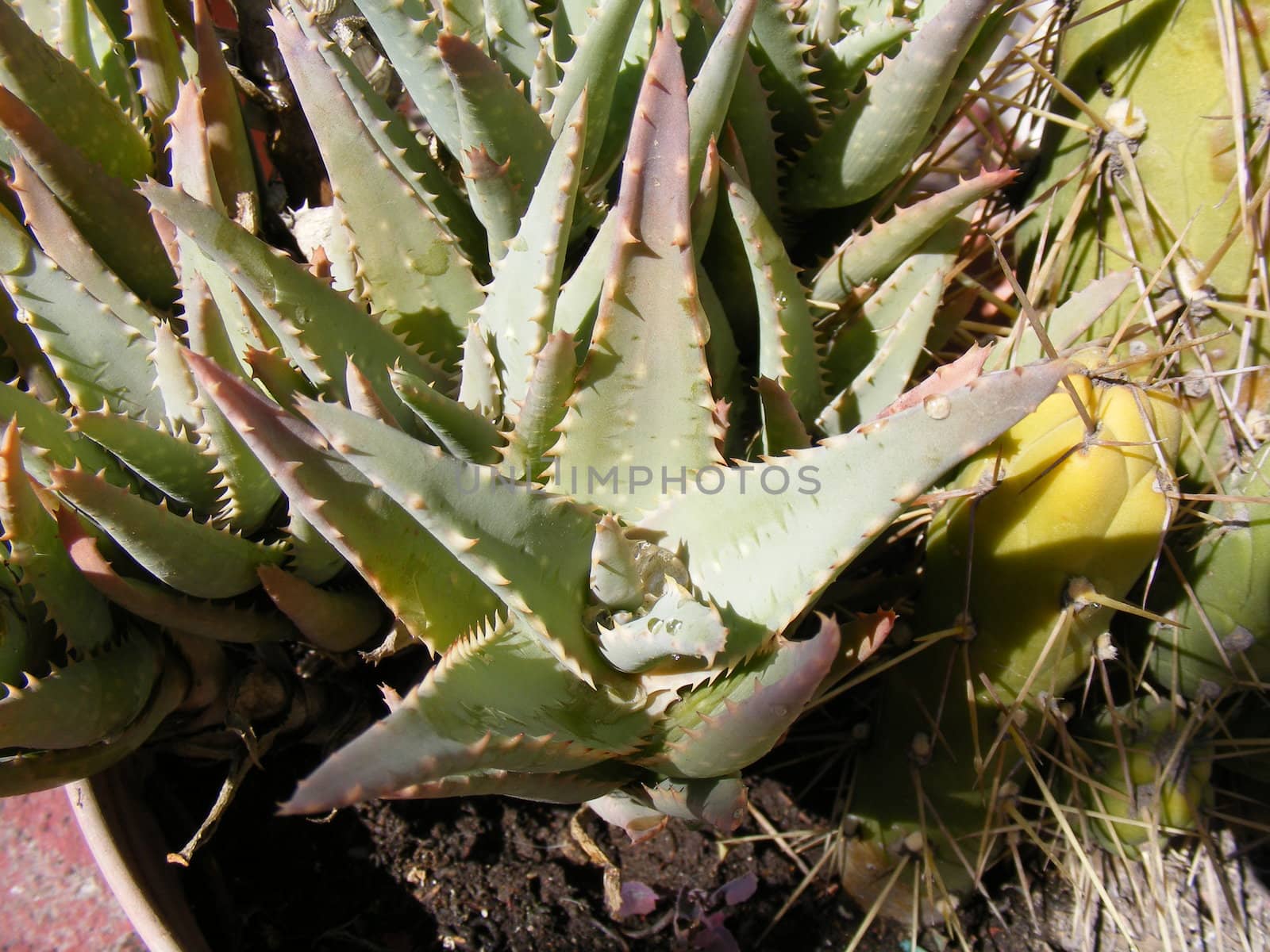 aloe vera plant by hayaship