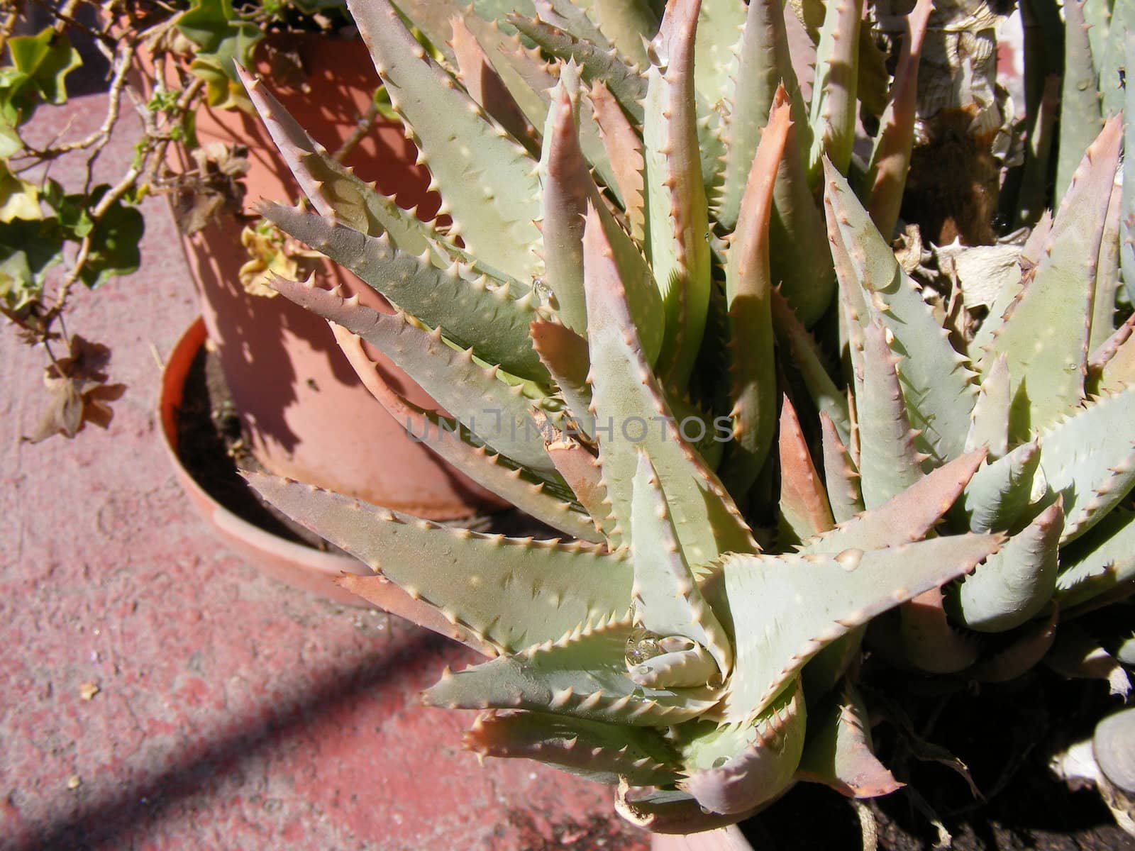 aloe vera plant by hayaship