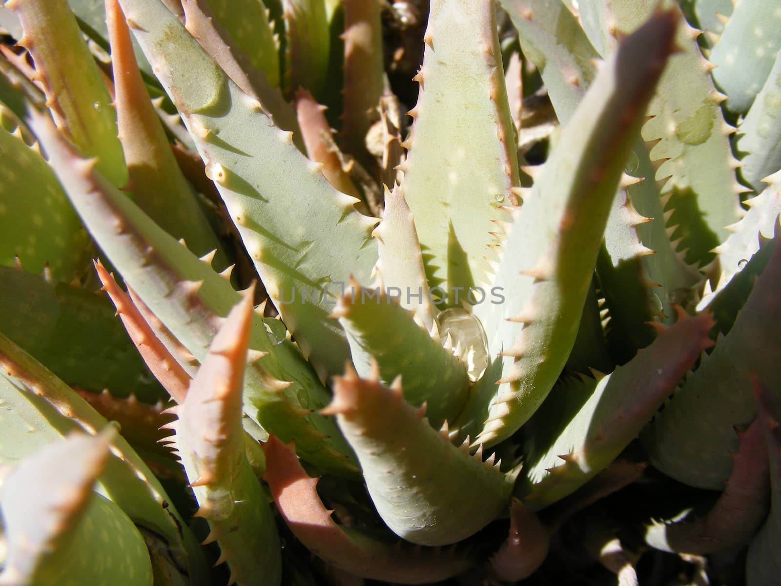 aloe vera plant by hayaship