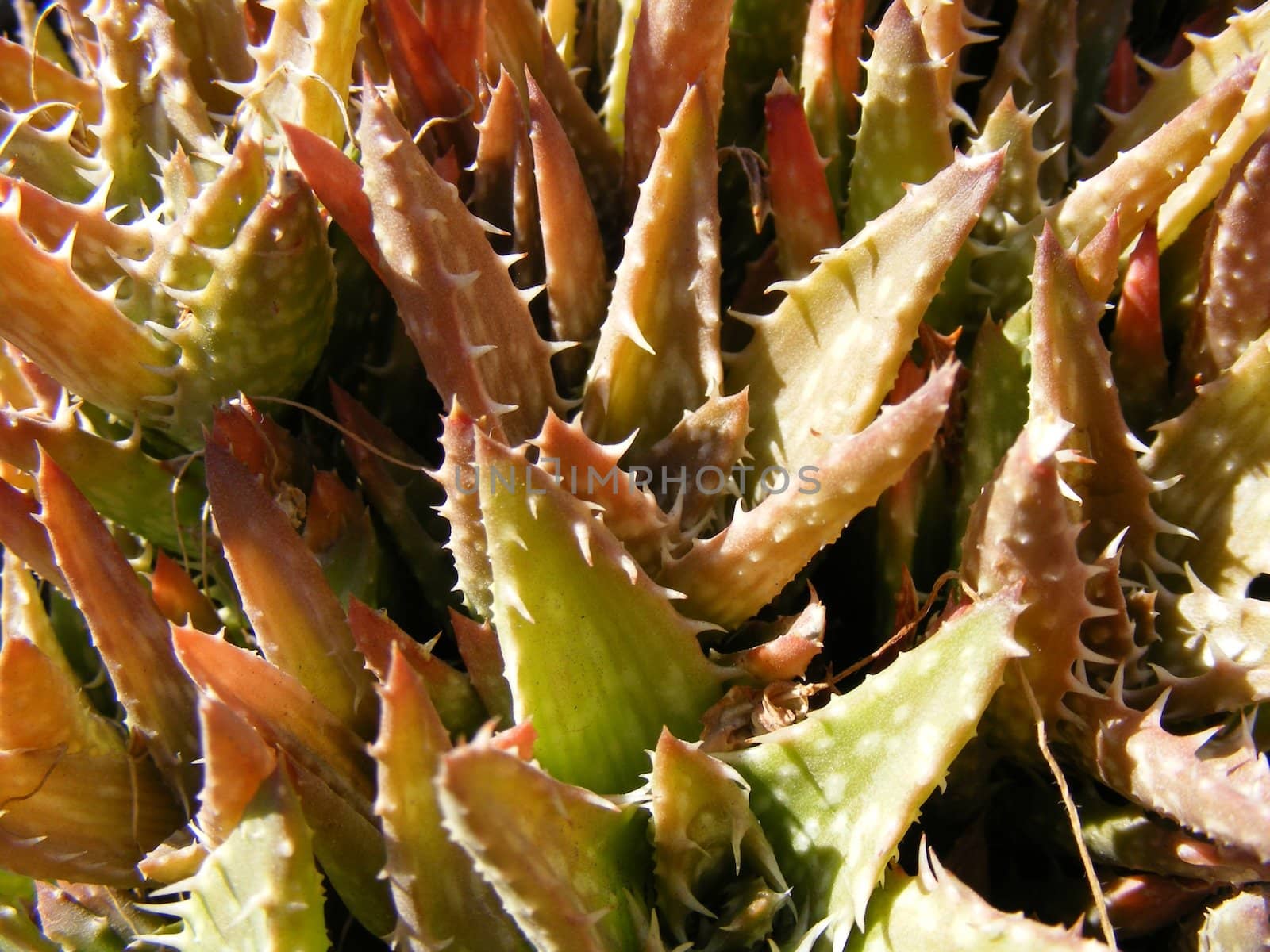 aloe vera plant by hayaship