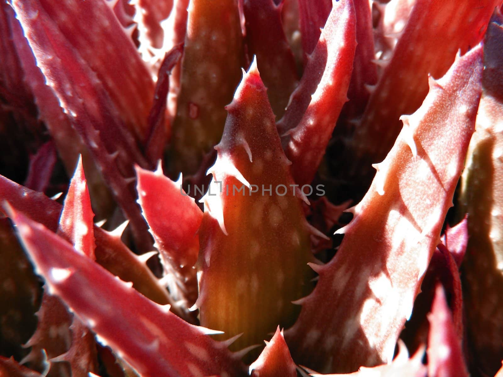 aloe vera plant by hayaship