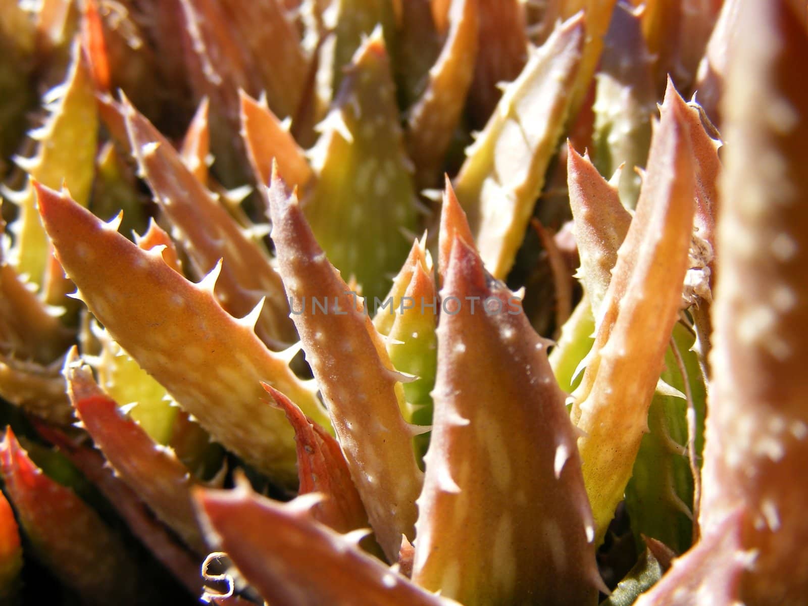 aloe vera plant by hayaship