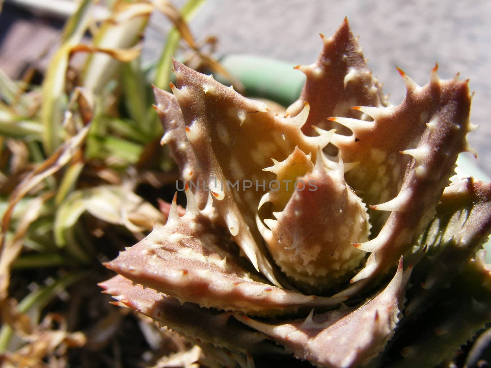 aloe vera plant by hayaship