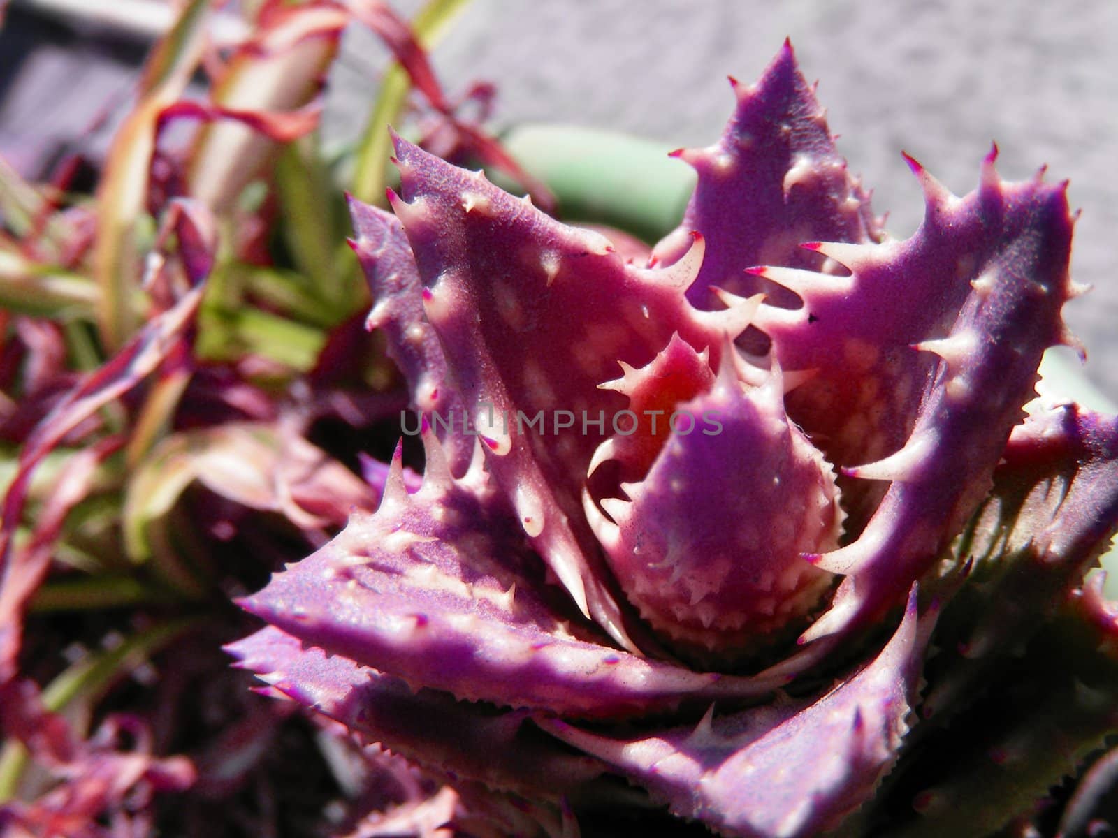 picture of aloe plants