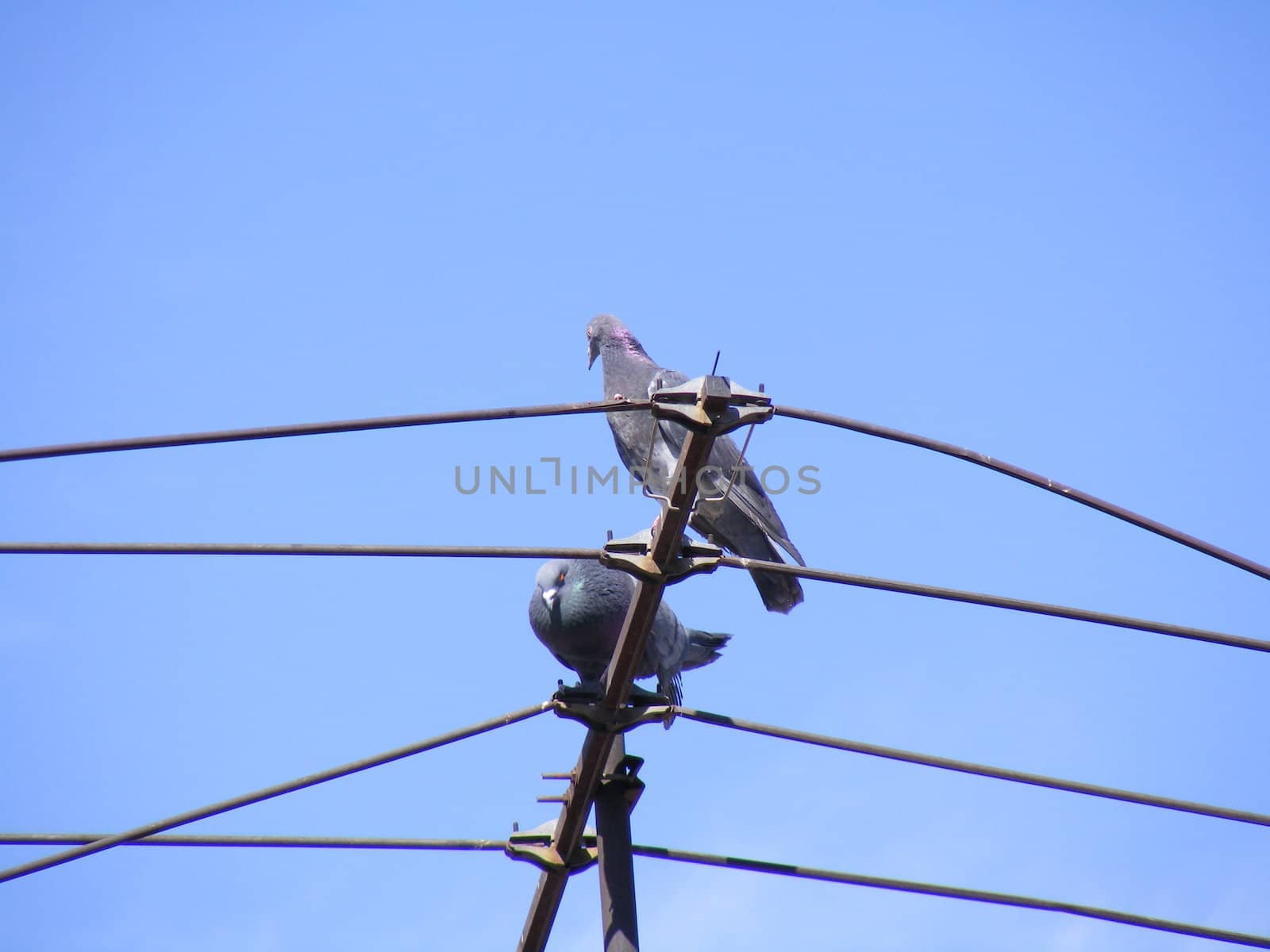 pigeons on electric pole by hayaship