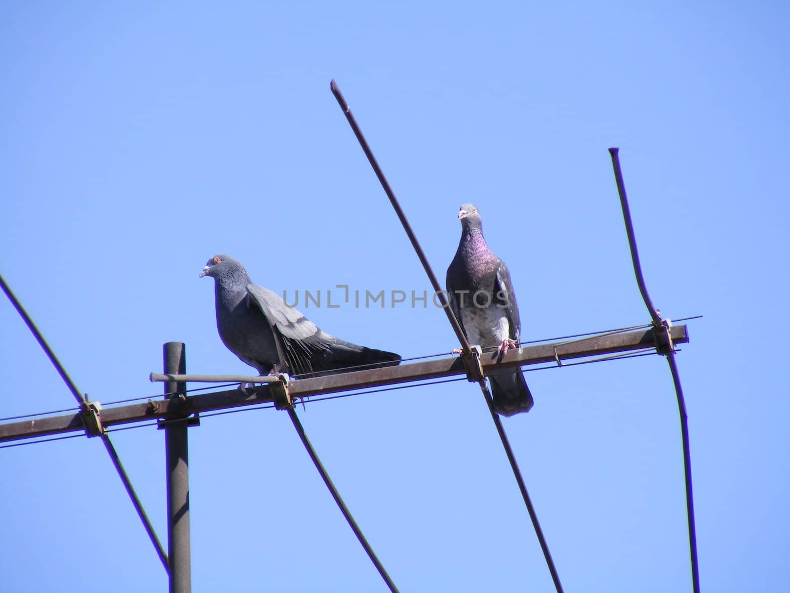 two pigeons perched on electric pole