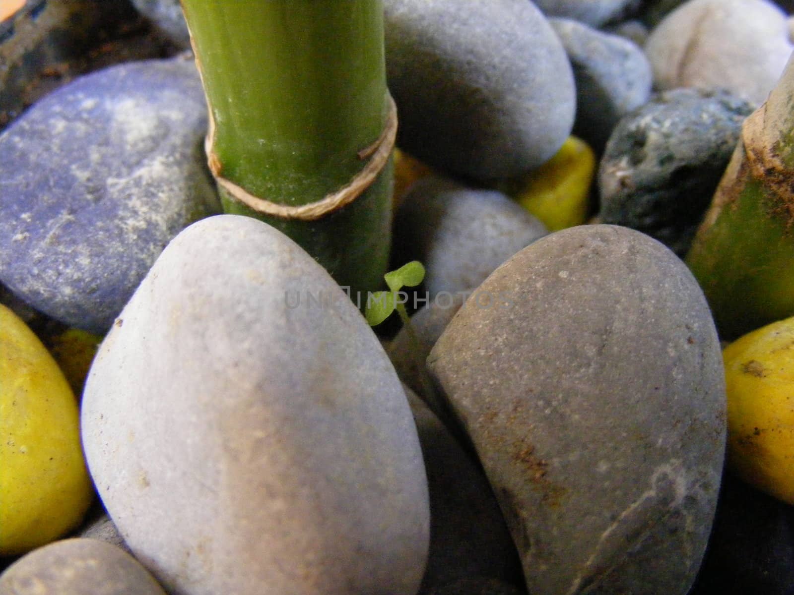 bamboo plant by hayaship