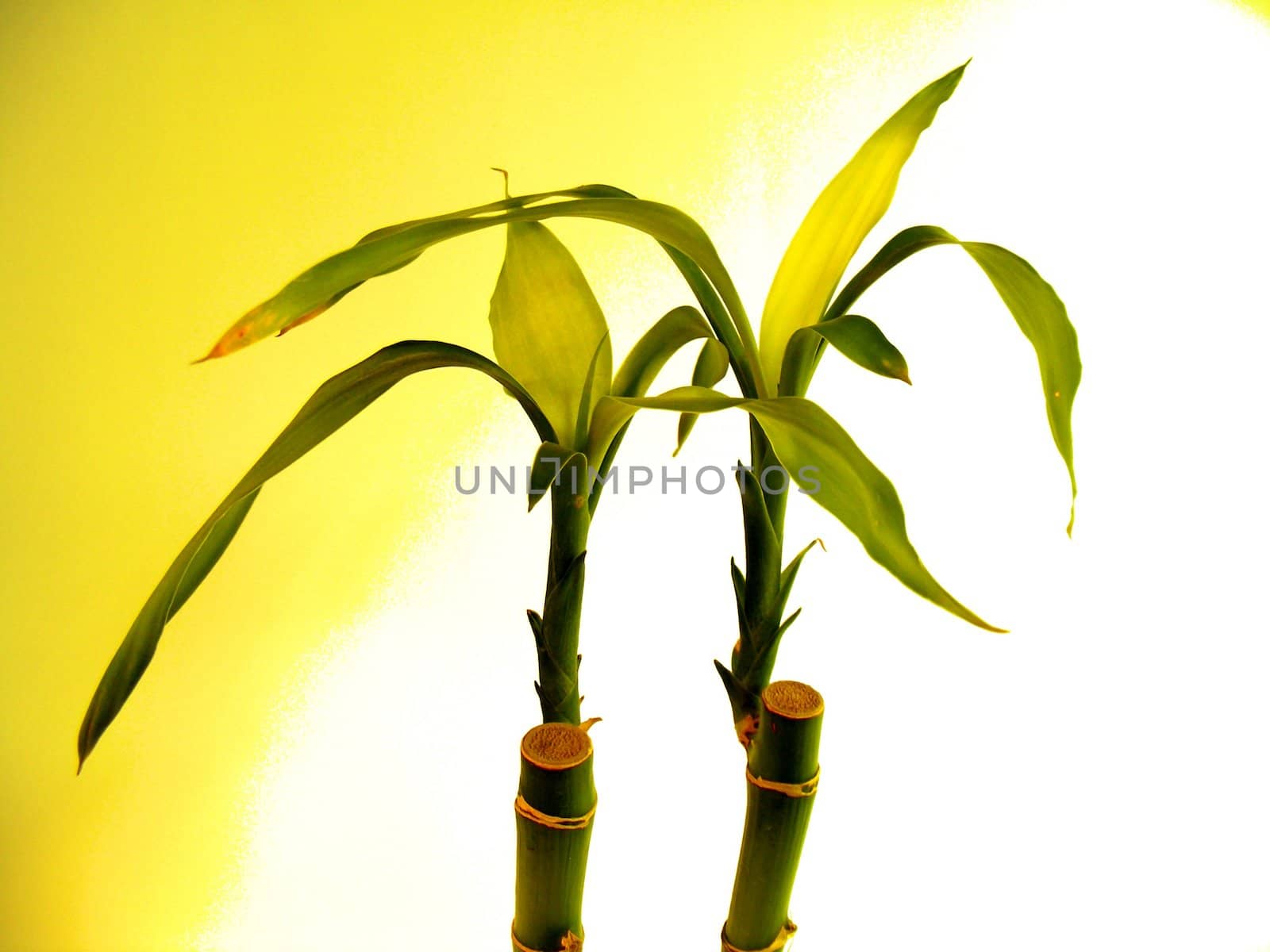 picture of bamboo plants