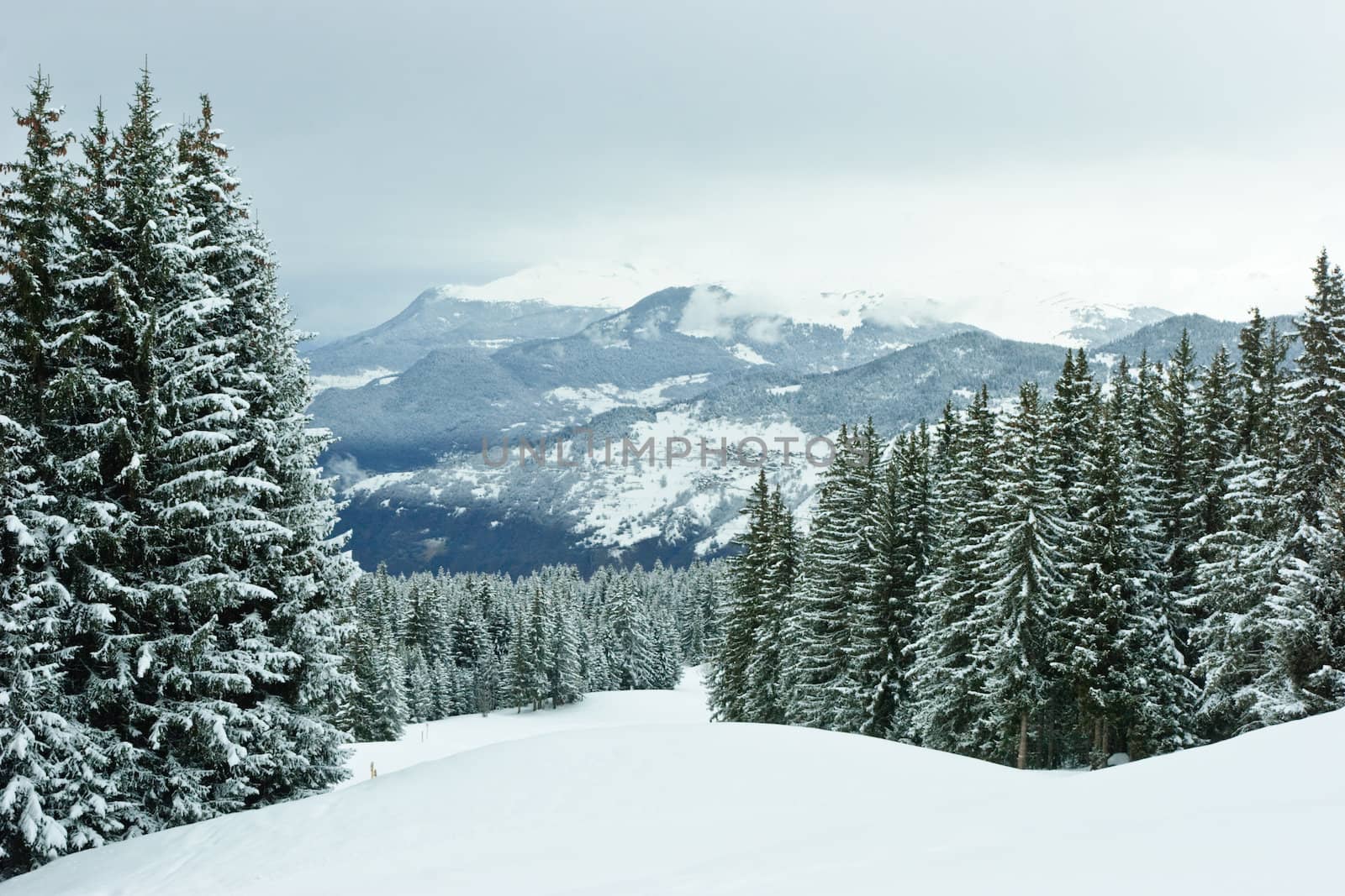 Fir trees covered with snow on a winter mountain