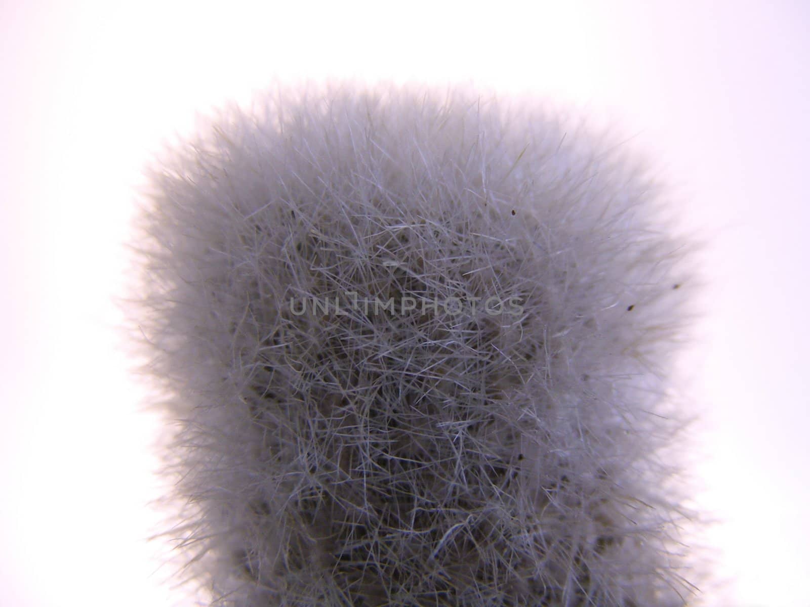 close up of fuzzy cactus