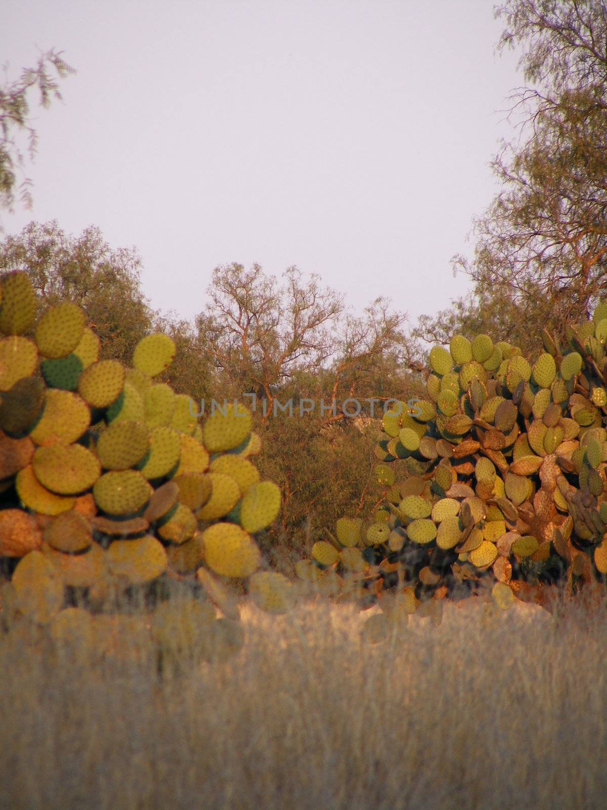 picture of mexican native cactus  named nopal