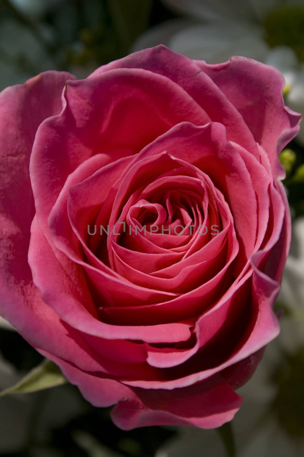 Close up of a Pink Rose, can use in design.