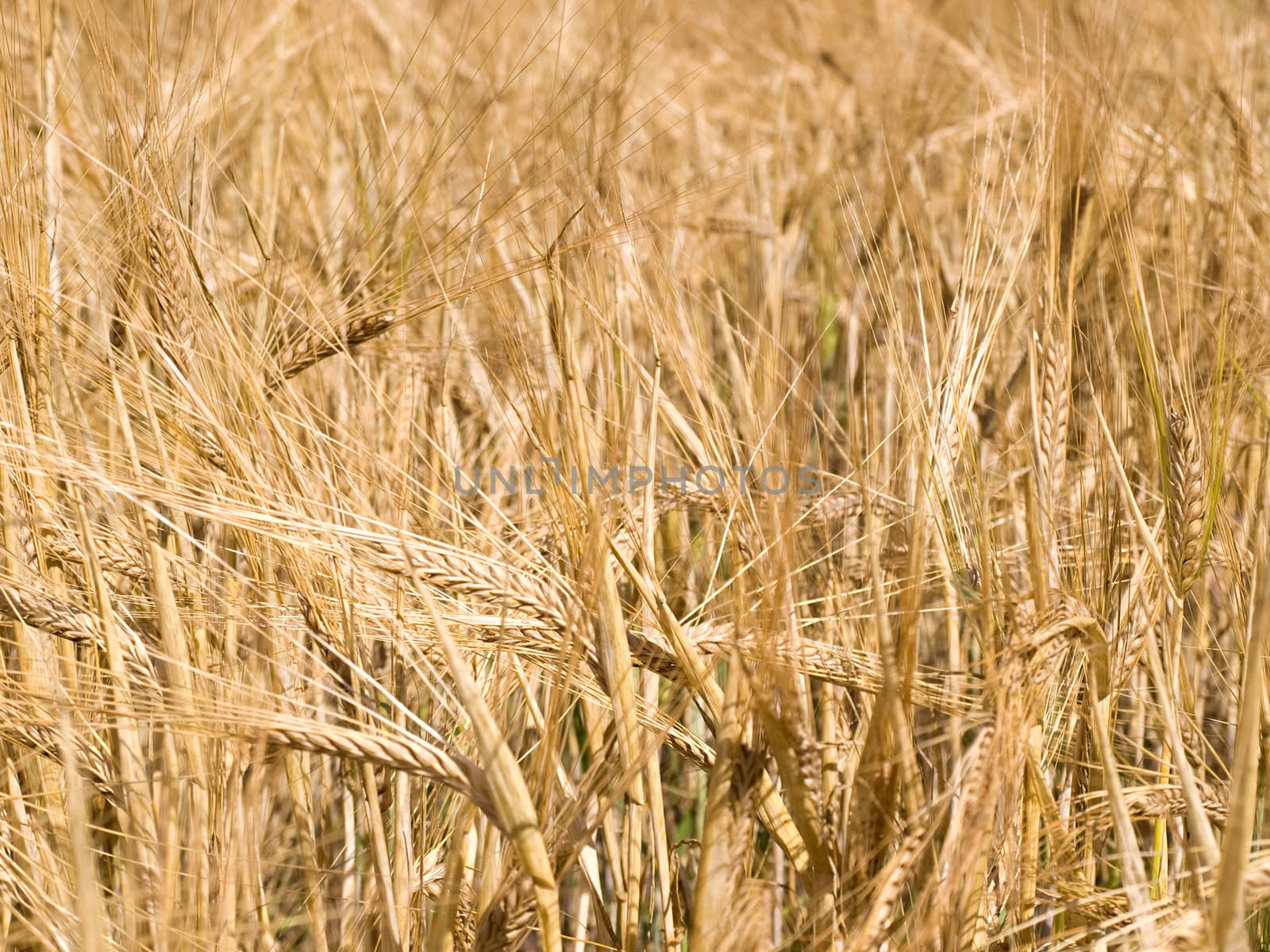 Background closeup of golden yellow wheat ready for harvest