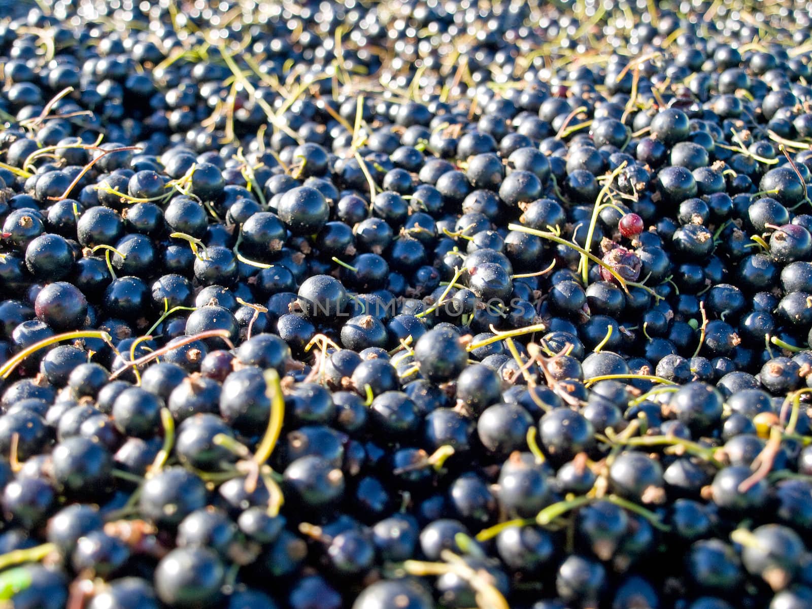 Pile of freshly picked blackberries in the field