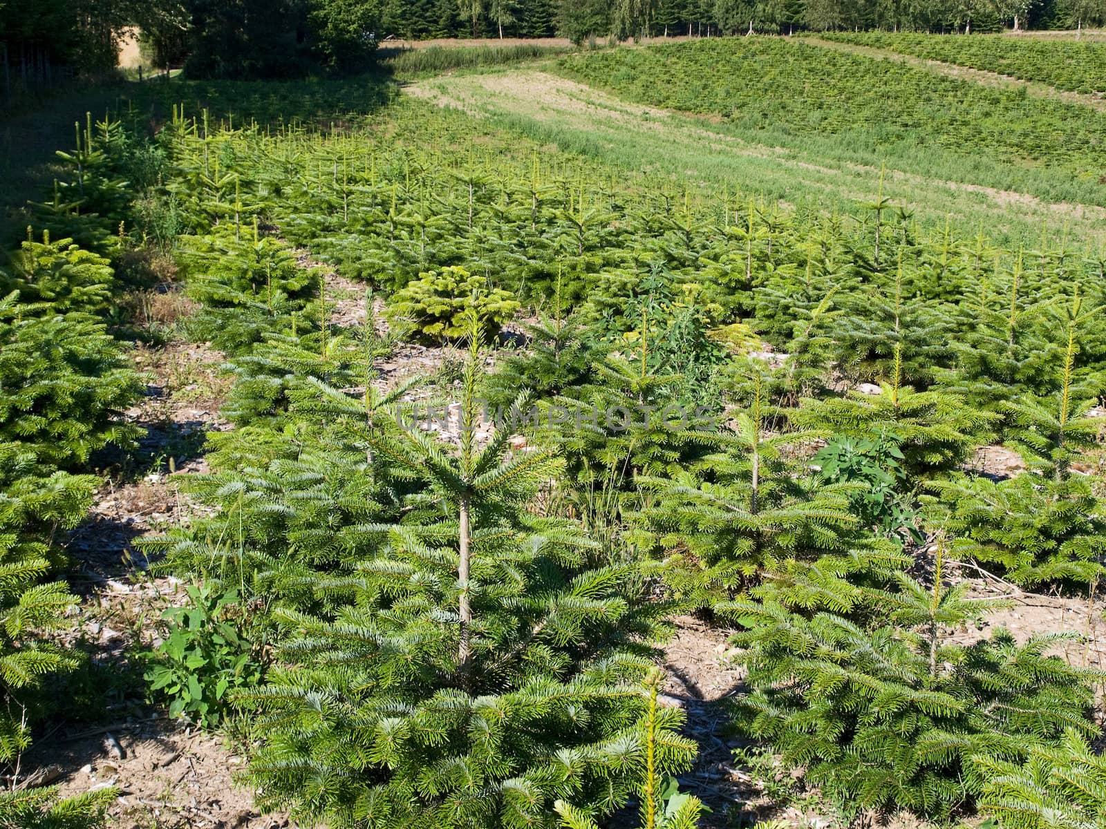 Field of special trees grown for Christmas 
