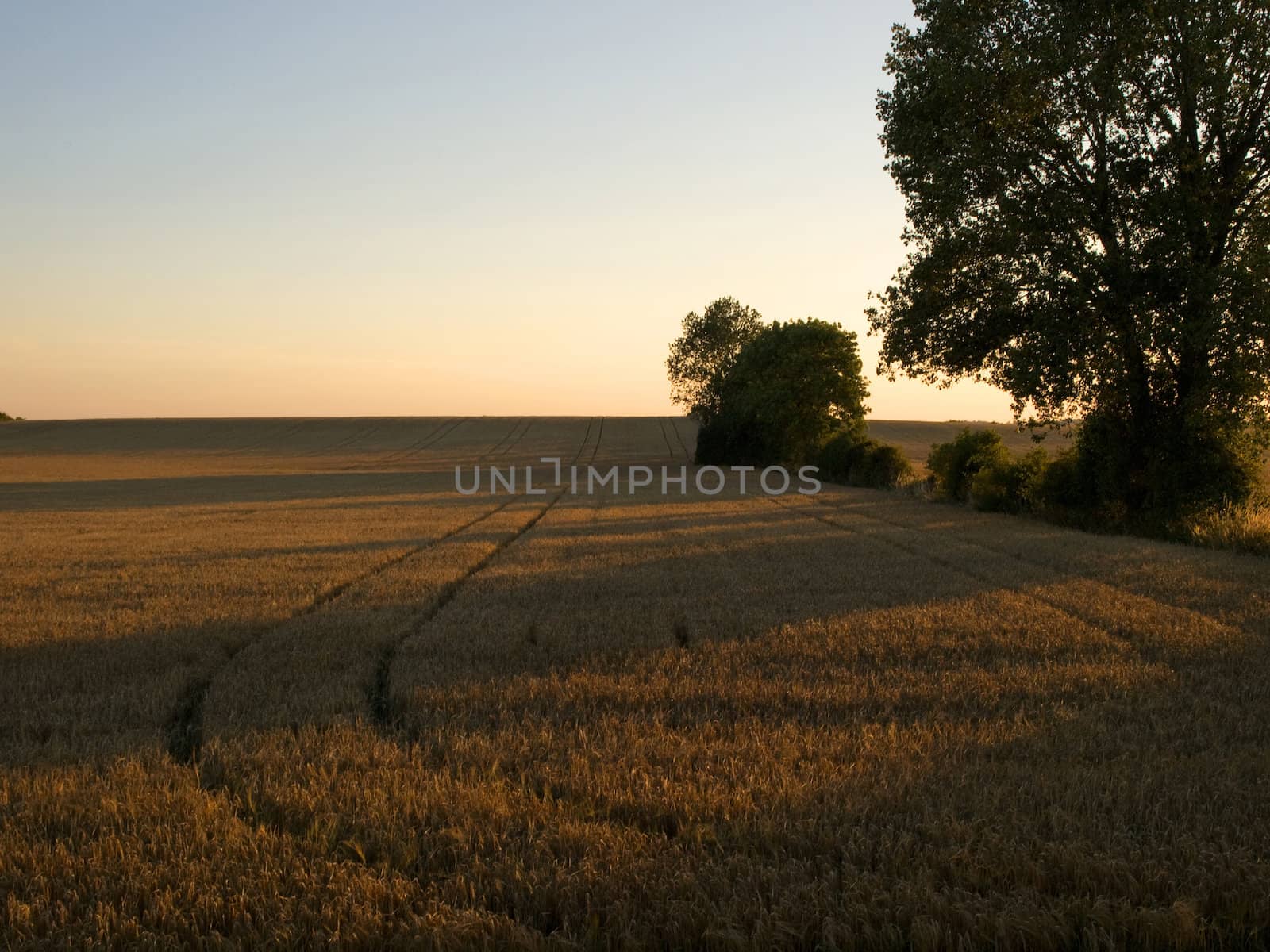 Beautiful sunset over a wheat field