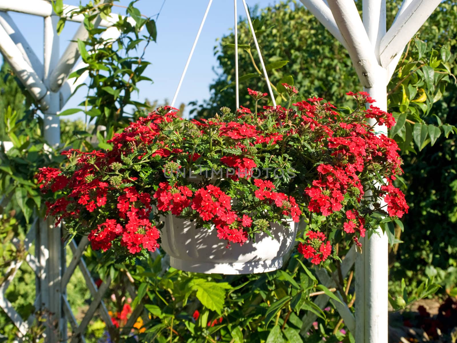 Beautiful hanging flowerpot basket with red flowers in a garden