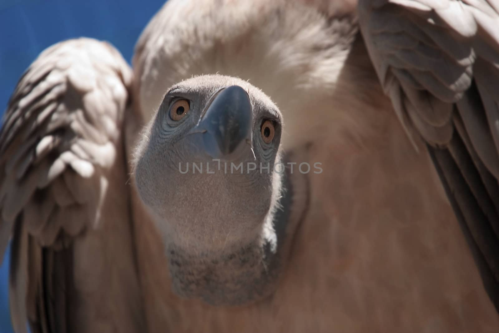 Closeup of male vulture bird of prey with sky background