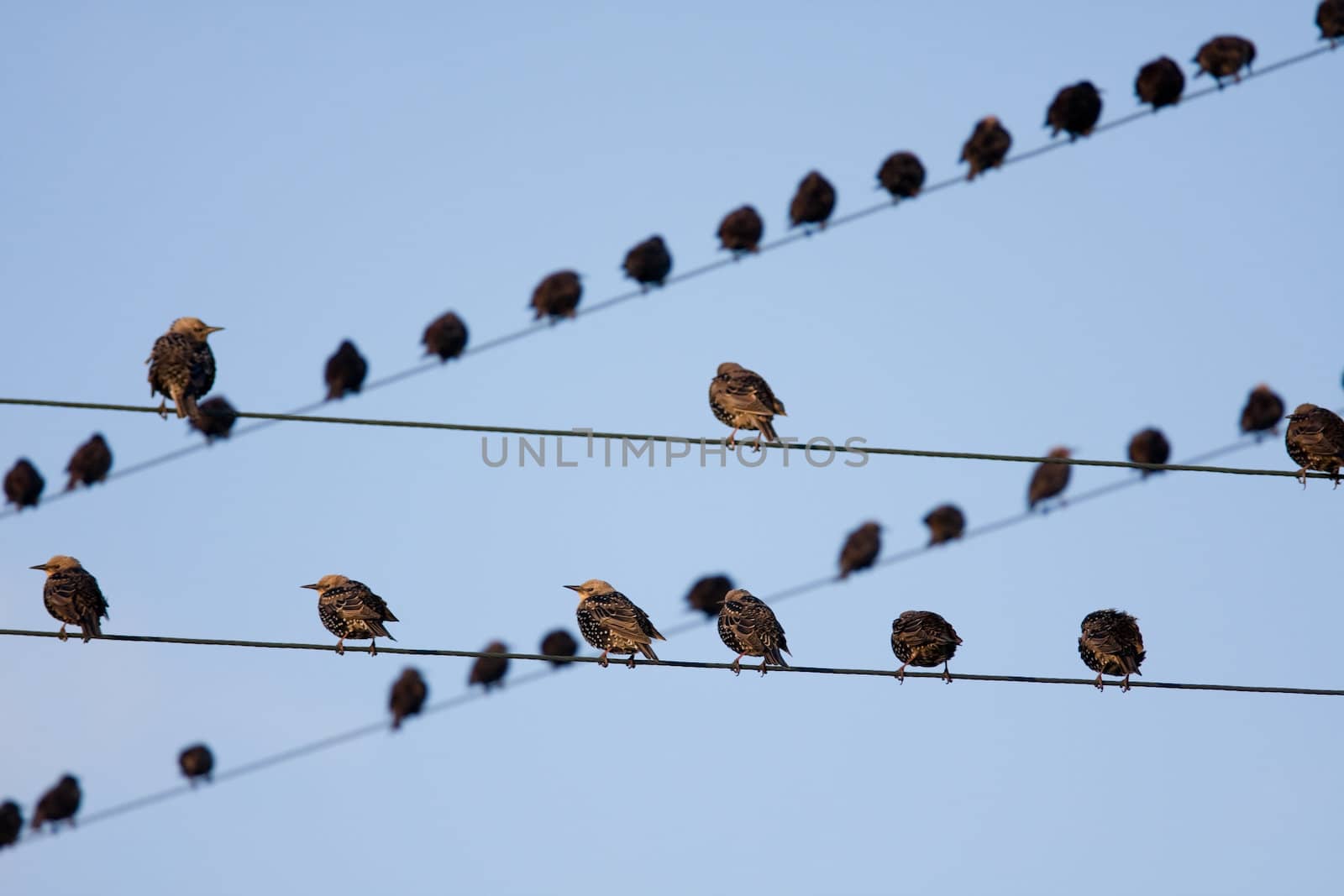 Birds on telephone lines, gathered in large groups