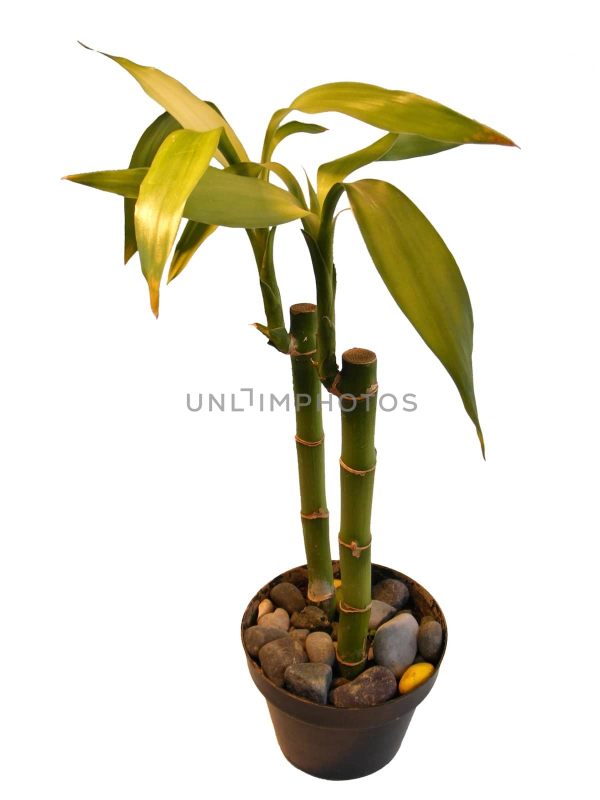 decorative bamboo plant