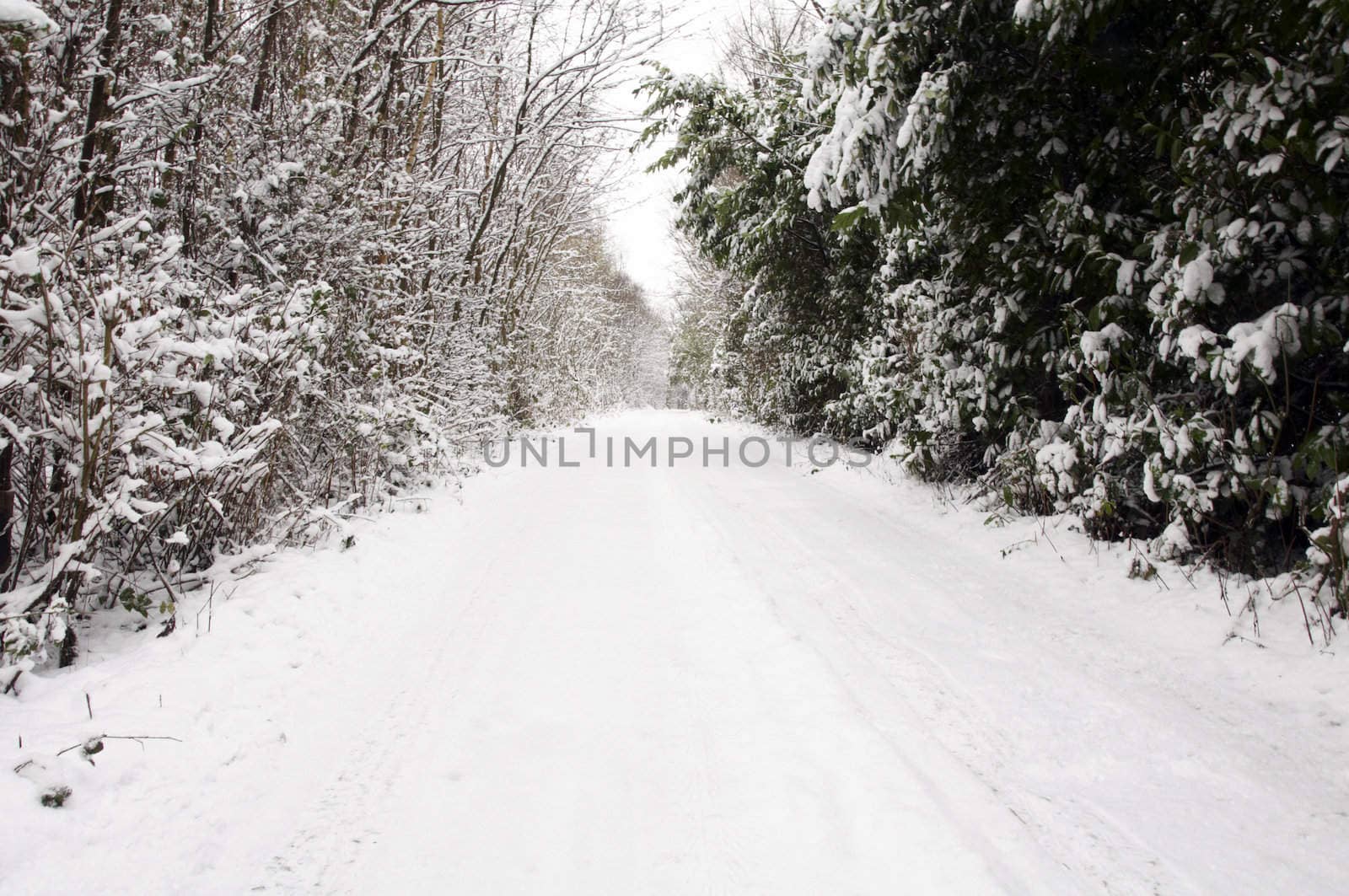 A footpath covered in snow with trees in the background