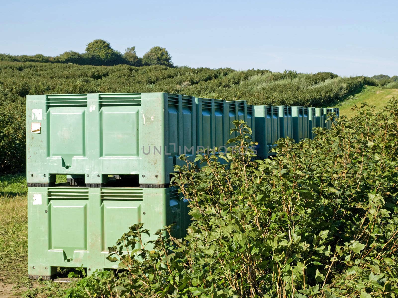 Crates in the field during harvest of blackberries