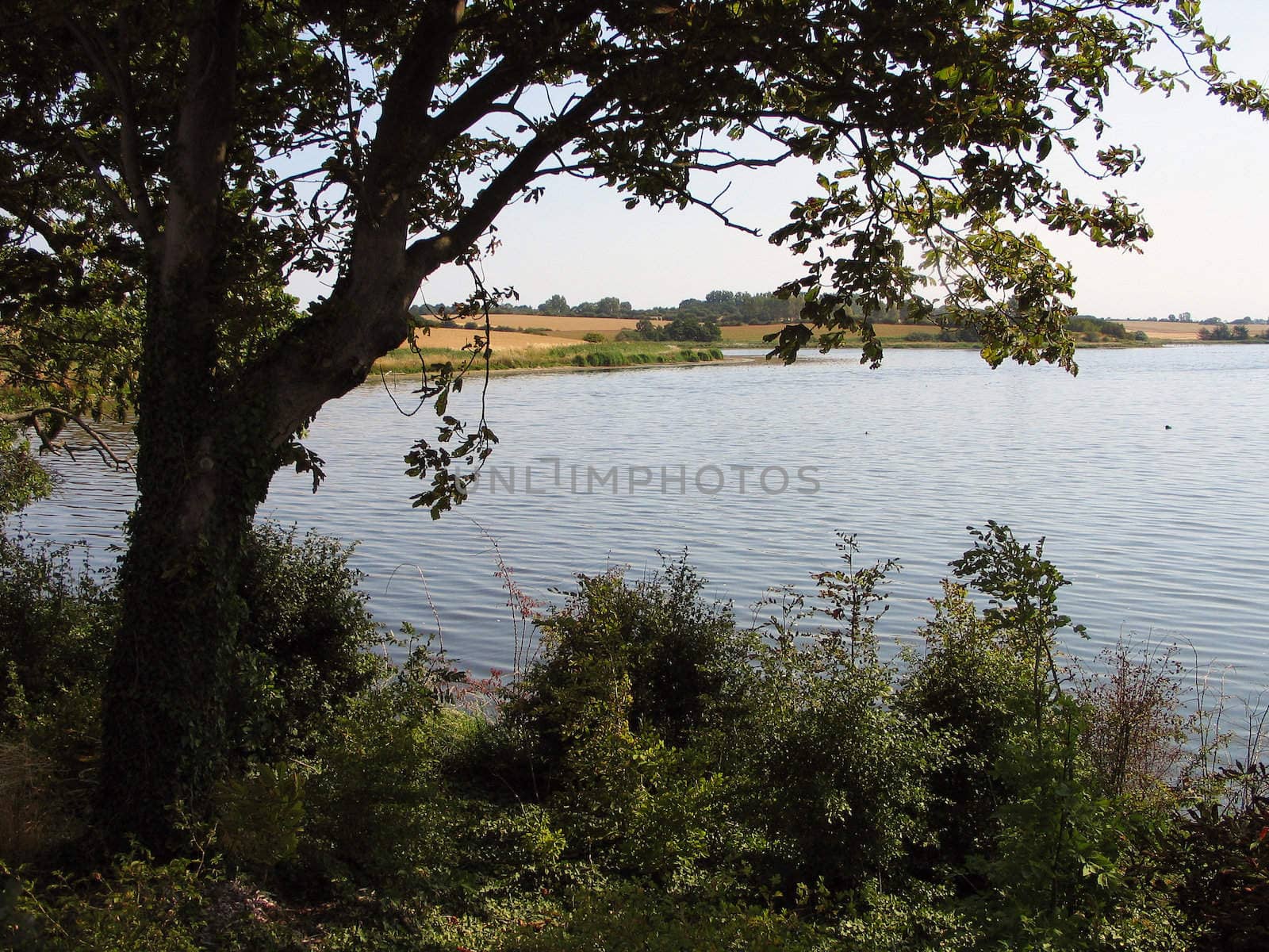 Beautiful lake landscape via the trees Fons Funen Denmark