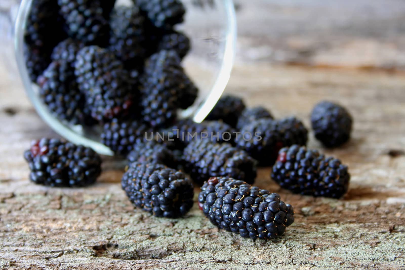 Fresh blackberries spilling out of a glass on to an old piece of wood.