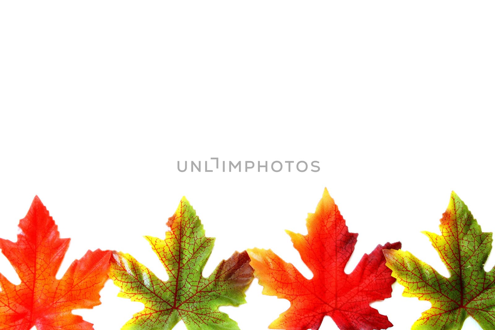 Autumn Leaves by thephotoguy