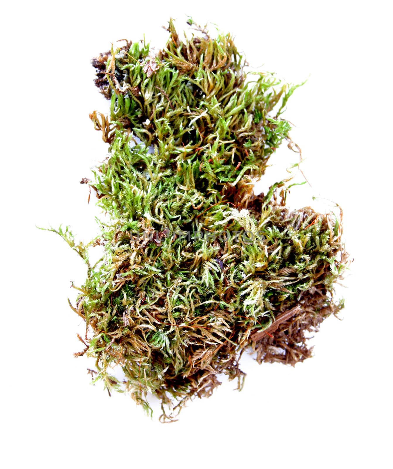 A piece of moss isolated on a white background.