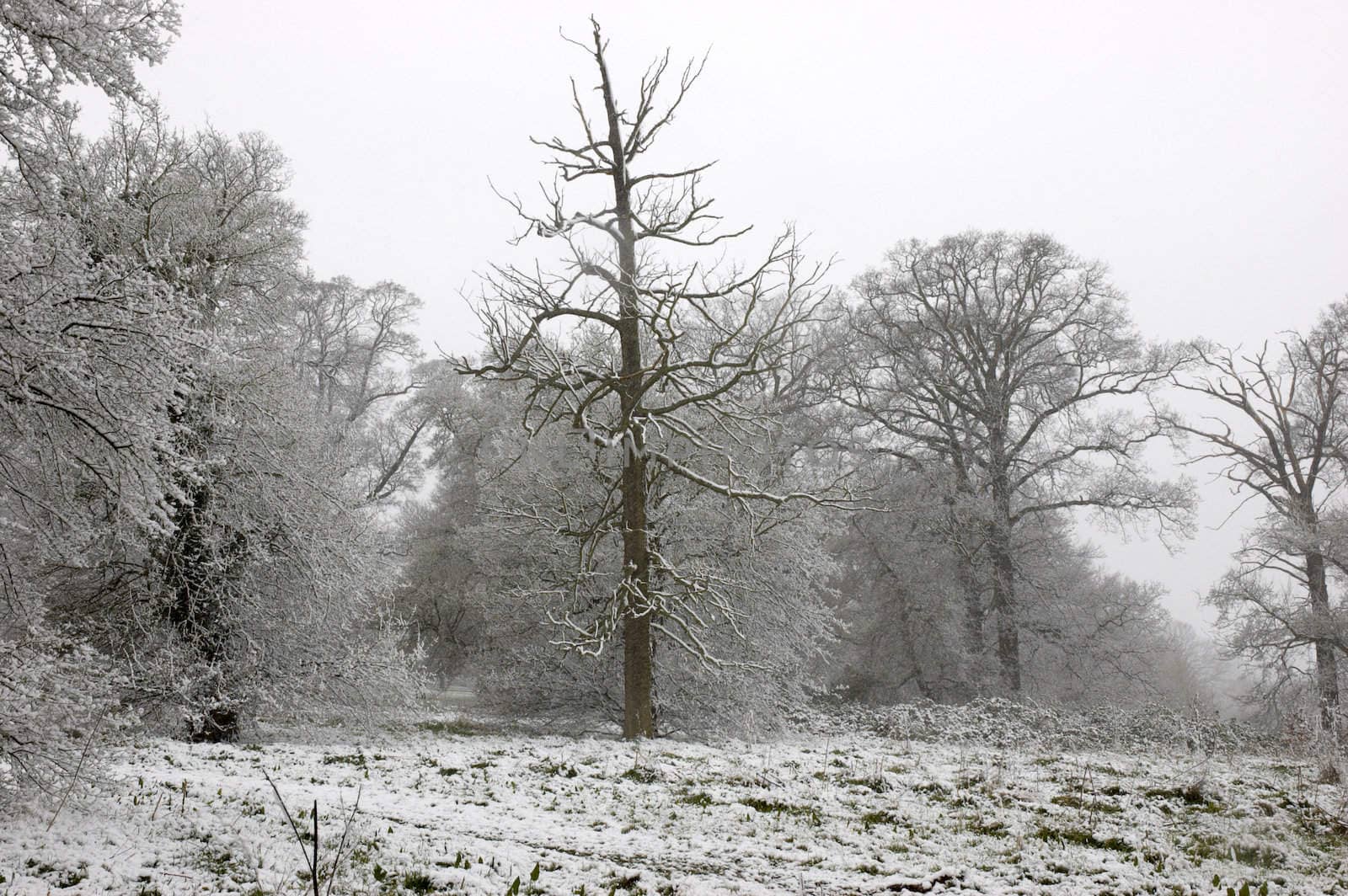 Snow on trees by mbtaichi