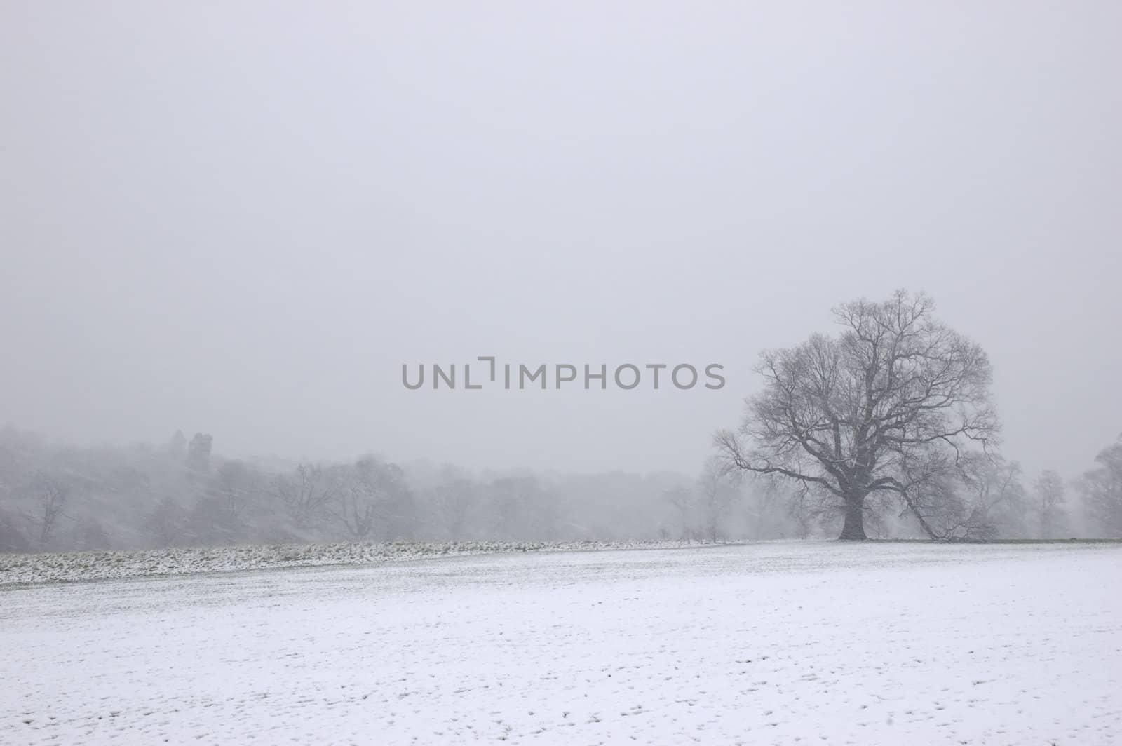 A view of trees in a blizard