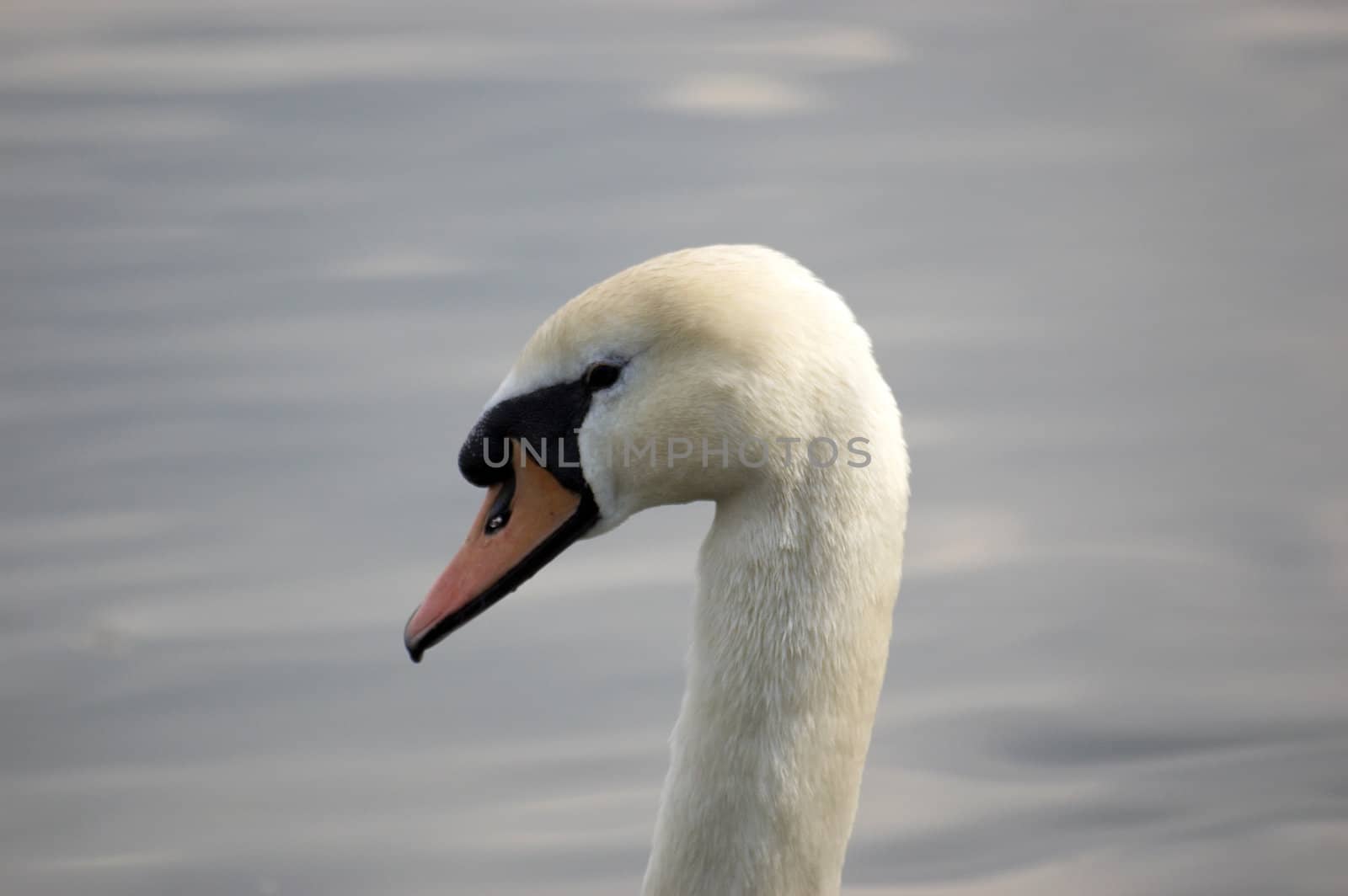 A portrait of a Mute Swan