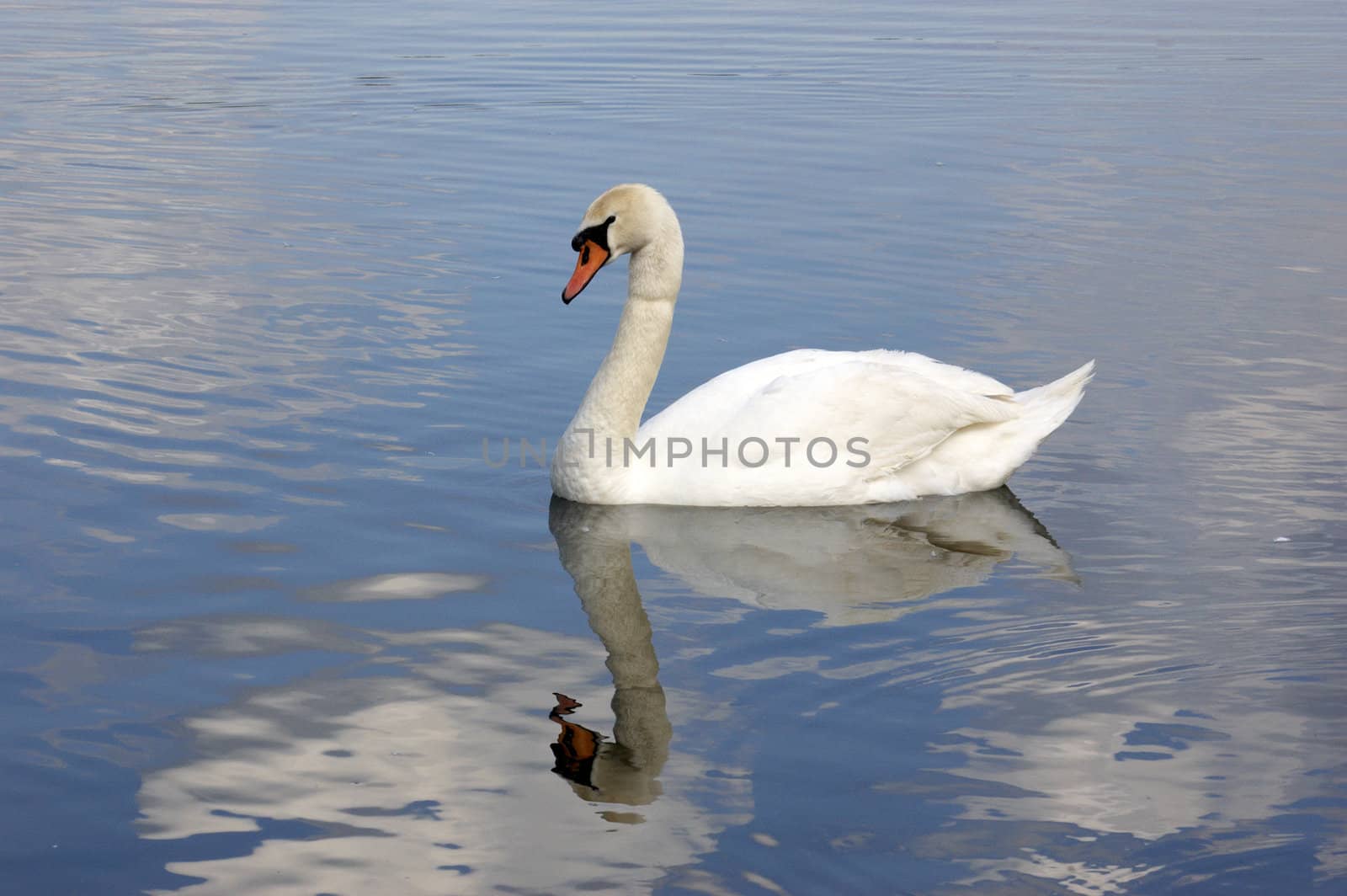 A portrait of a Mute Swan