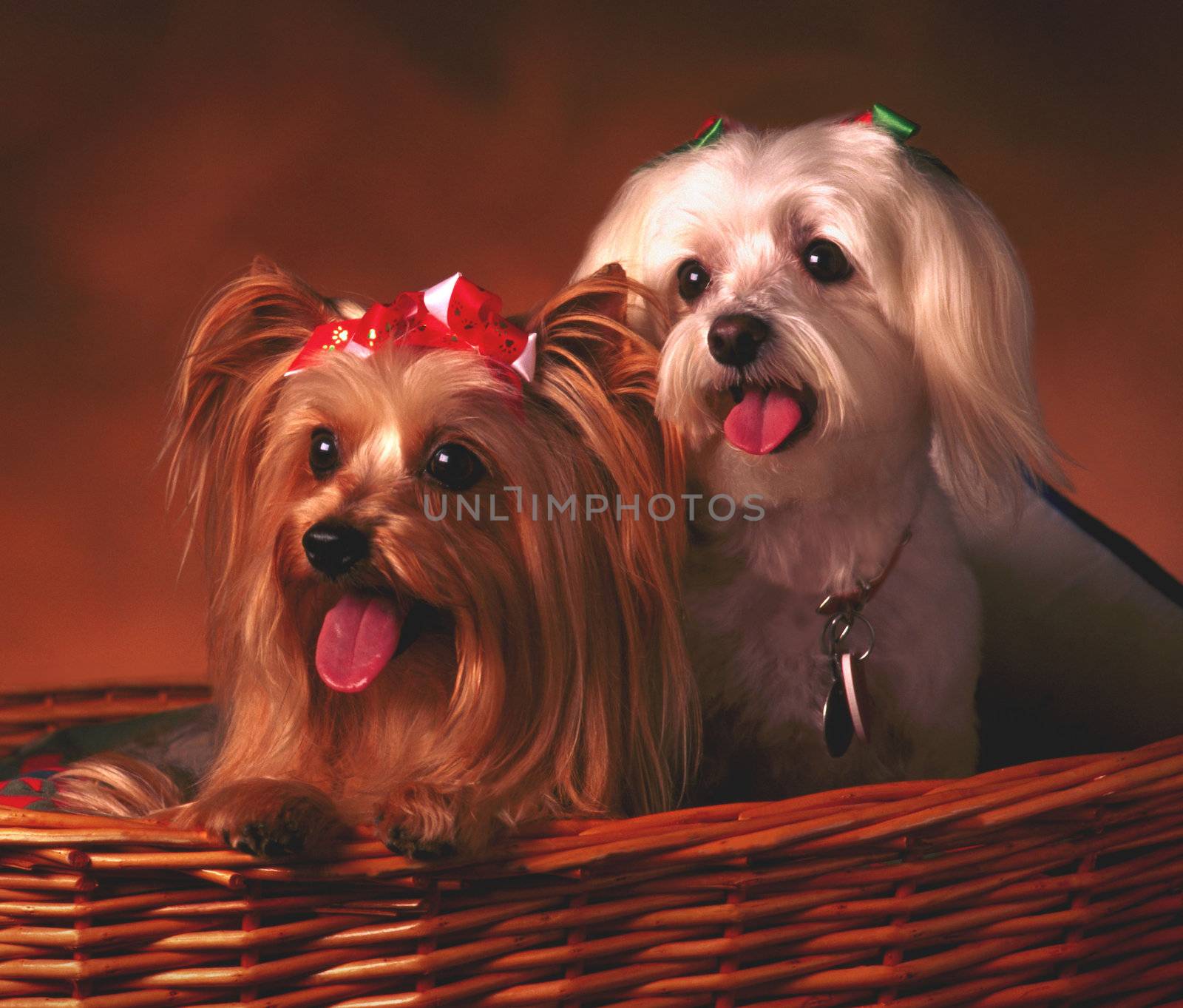 portrait of two dogs in basket