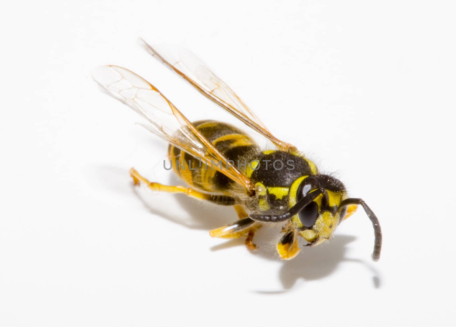 detail of a common wasp - Vespula vulgaris