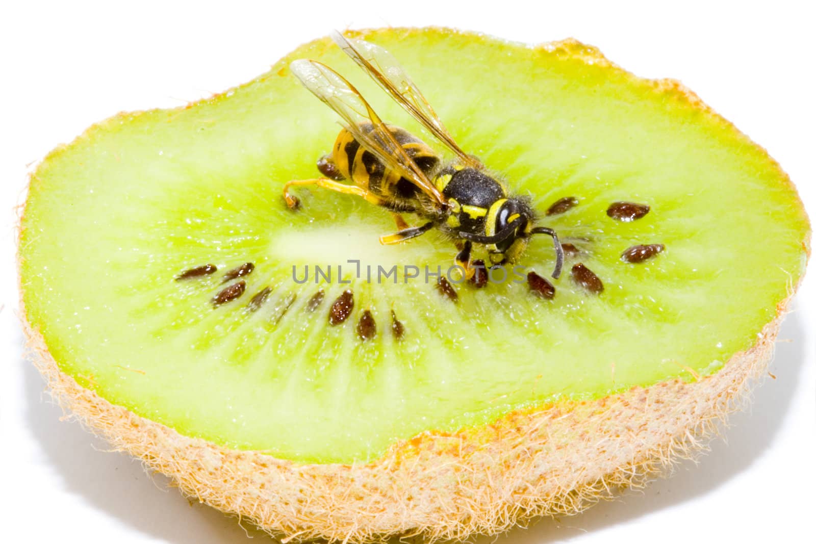 Wasp on a Kiwifruit by werg