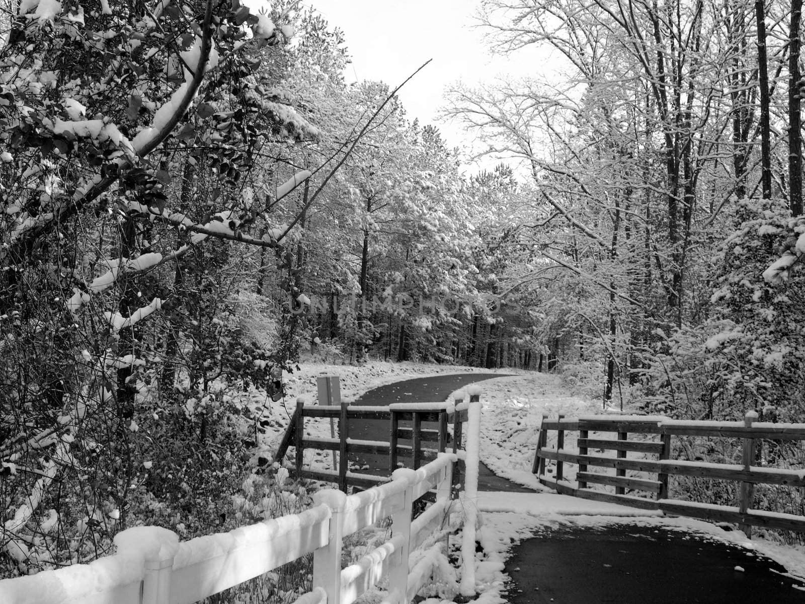 A path after a snow storm with snow still on the trees