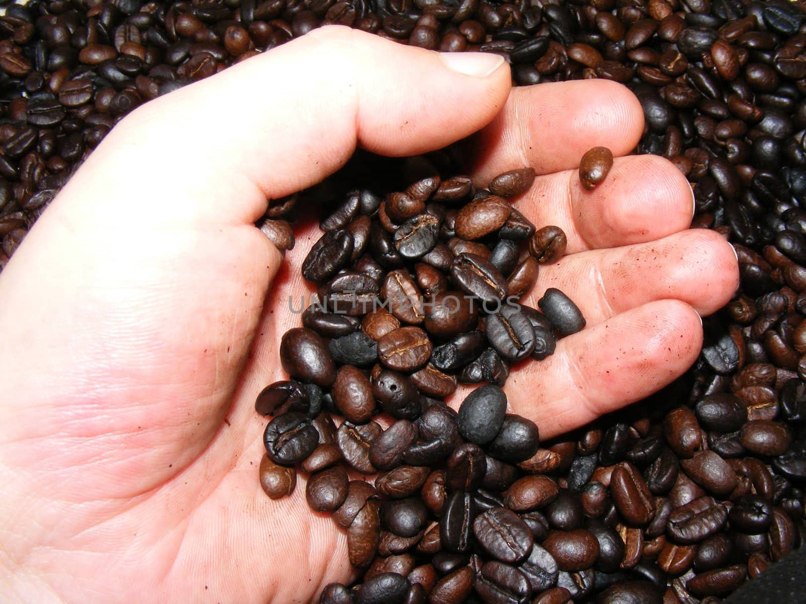 toasted coffee beans