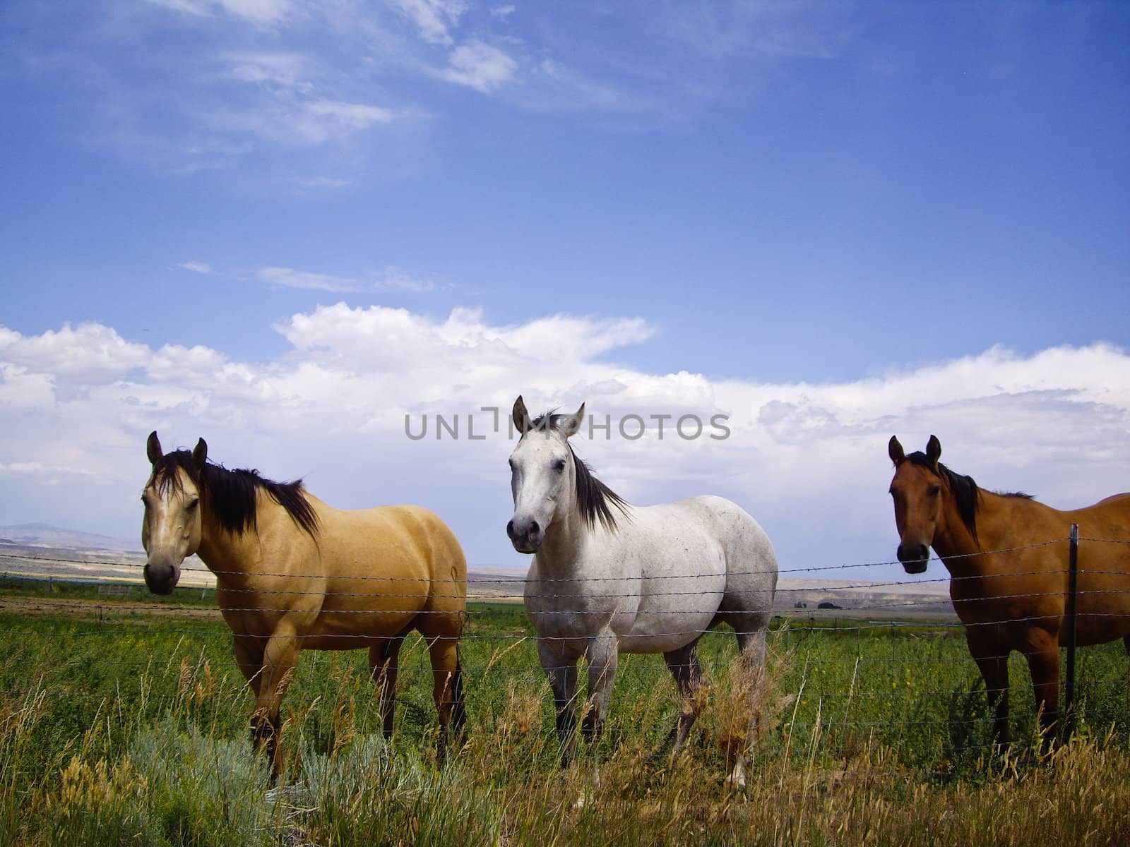 Three horses of a different color in Montana