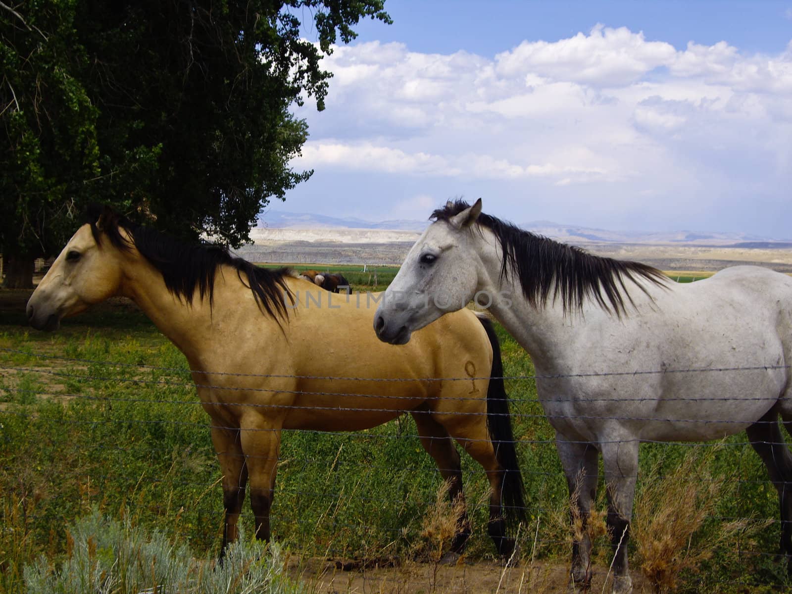 Two horses watch the world go by in Montana