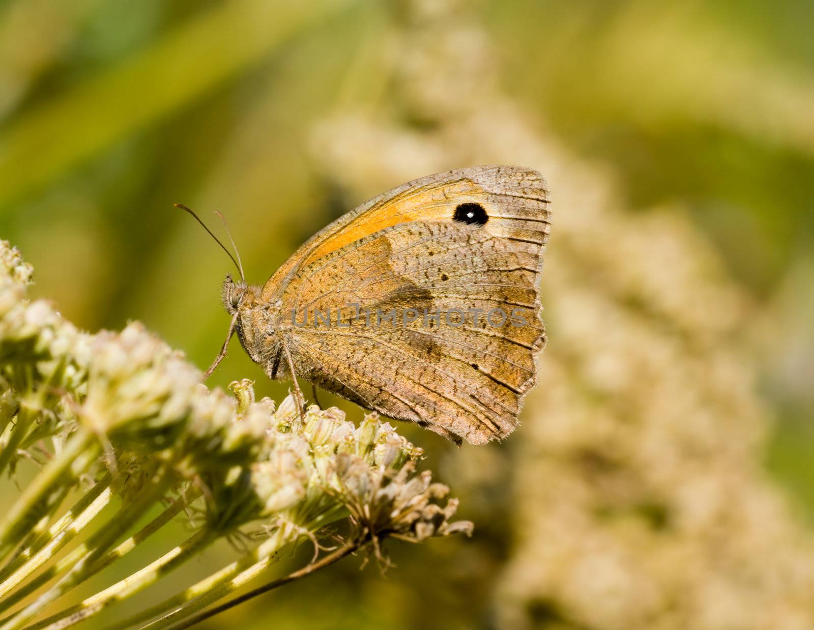Butterfly Coenonympha pamphilus on a flower