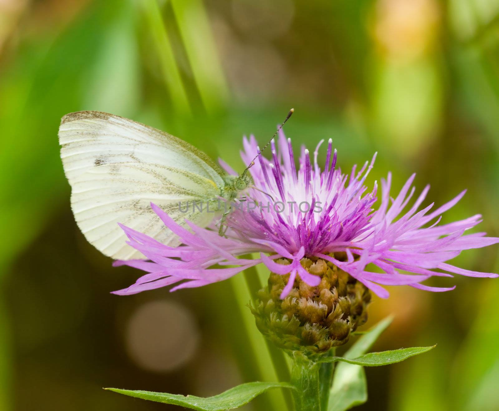 Butterfly Pieris brassicae on flower thistle
