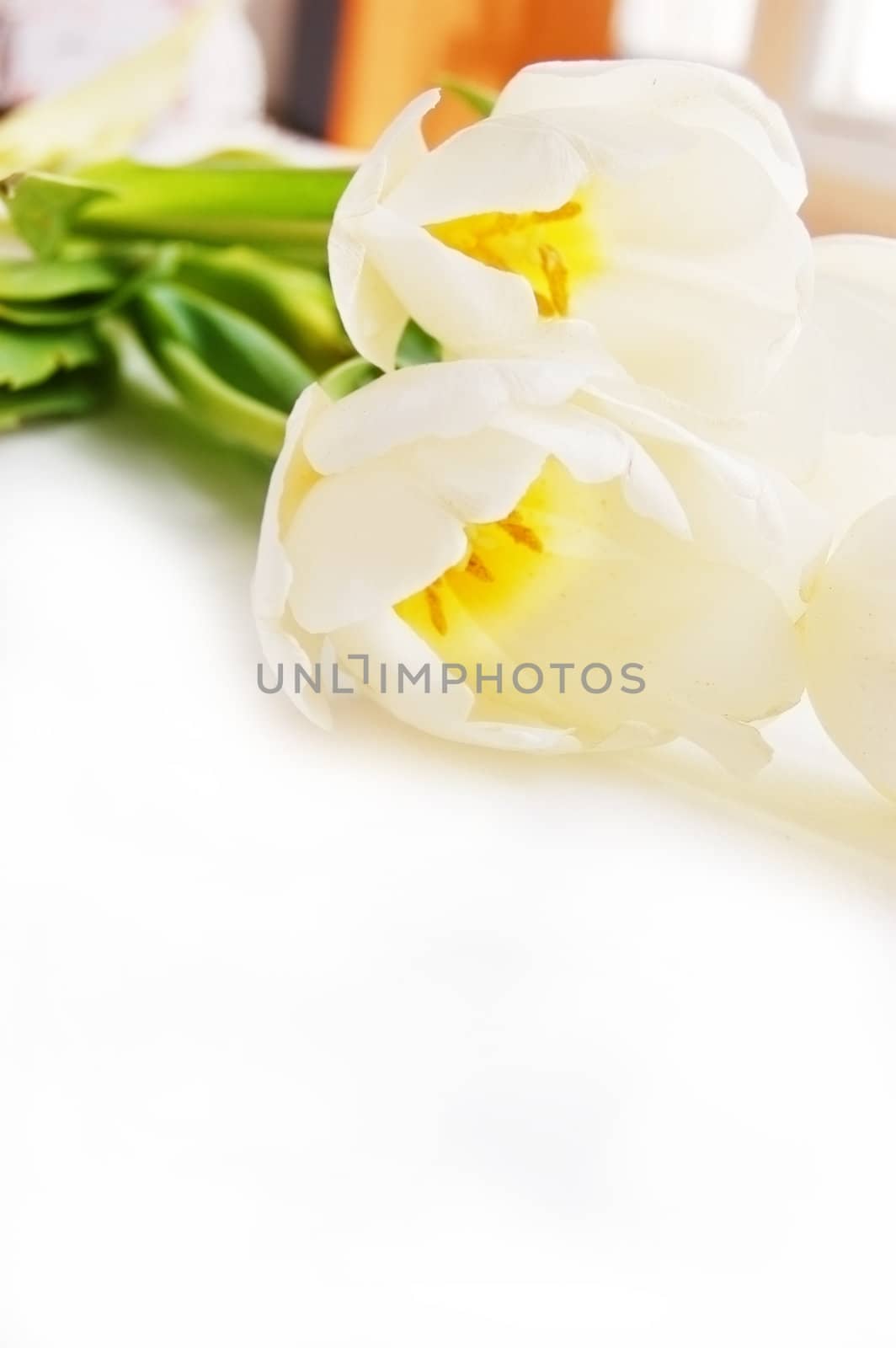 white tulip bouquet isolated on white