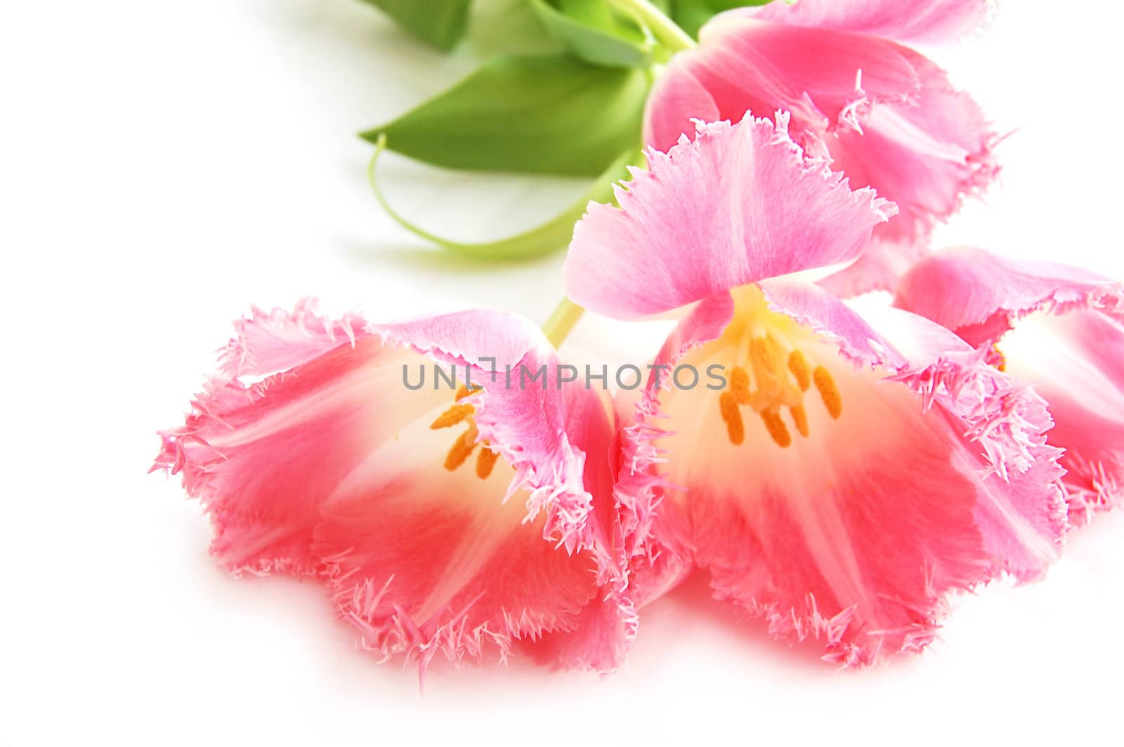 pink tulips on icolated white