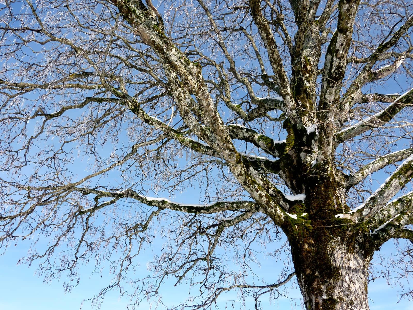 Frosty branches of a tree by beautiful weather