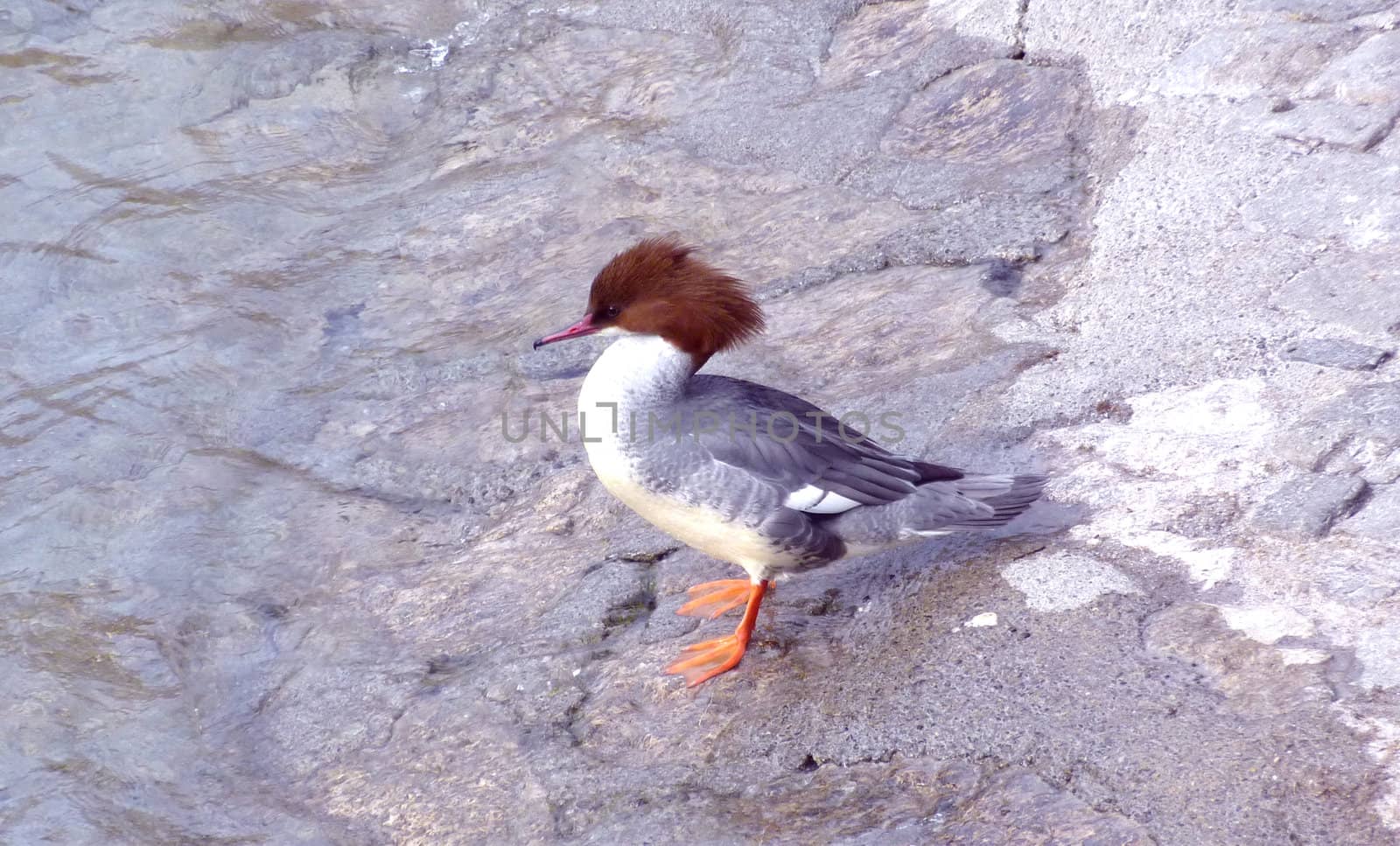 Female goosander duck by Elenaphotos21