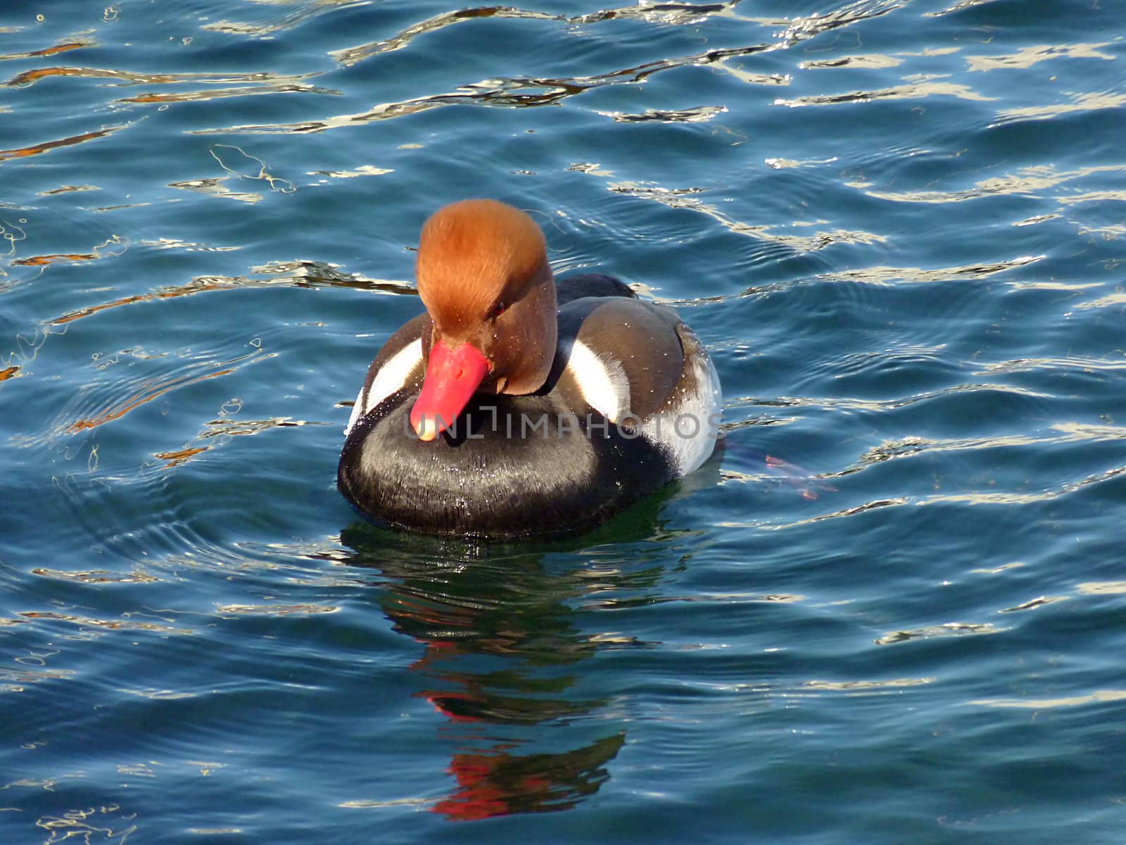 Red head duck floating on blue water