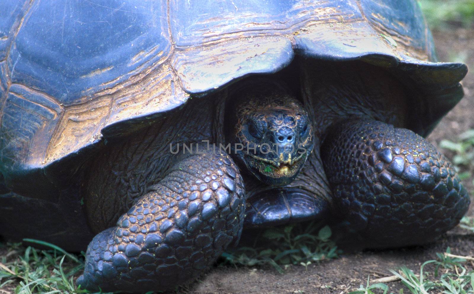 Galapagos tortoise Geochelone elephantopusi Santa Cruz Island Galapagos