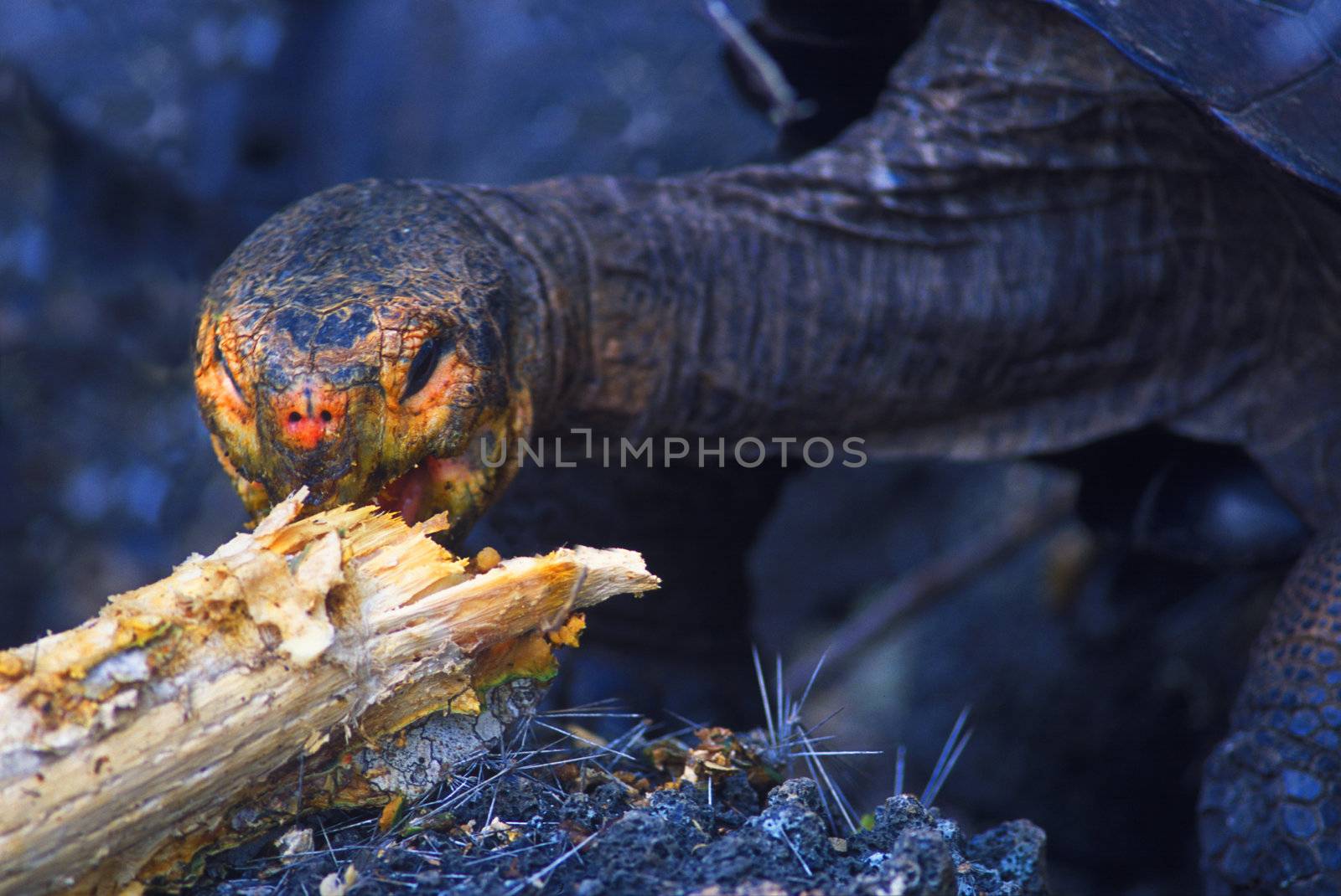 Galapagos tortoise Geochelone elephantopusi Charles Darwin resea by hotflash2001